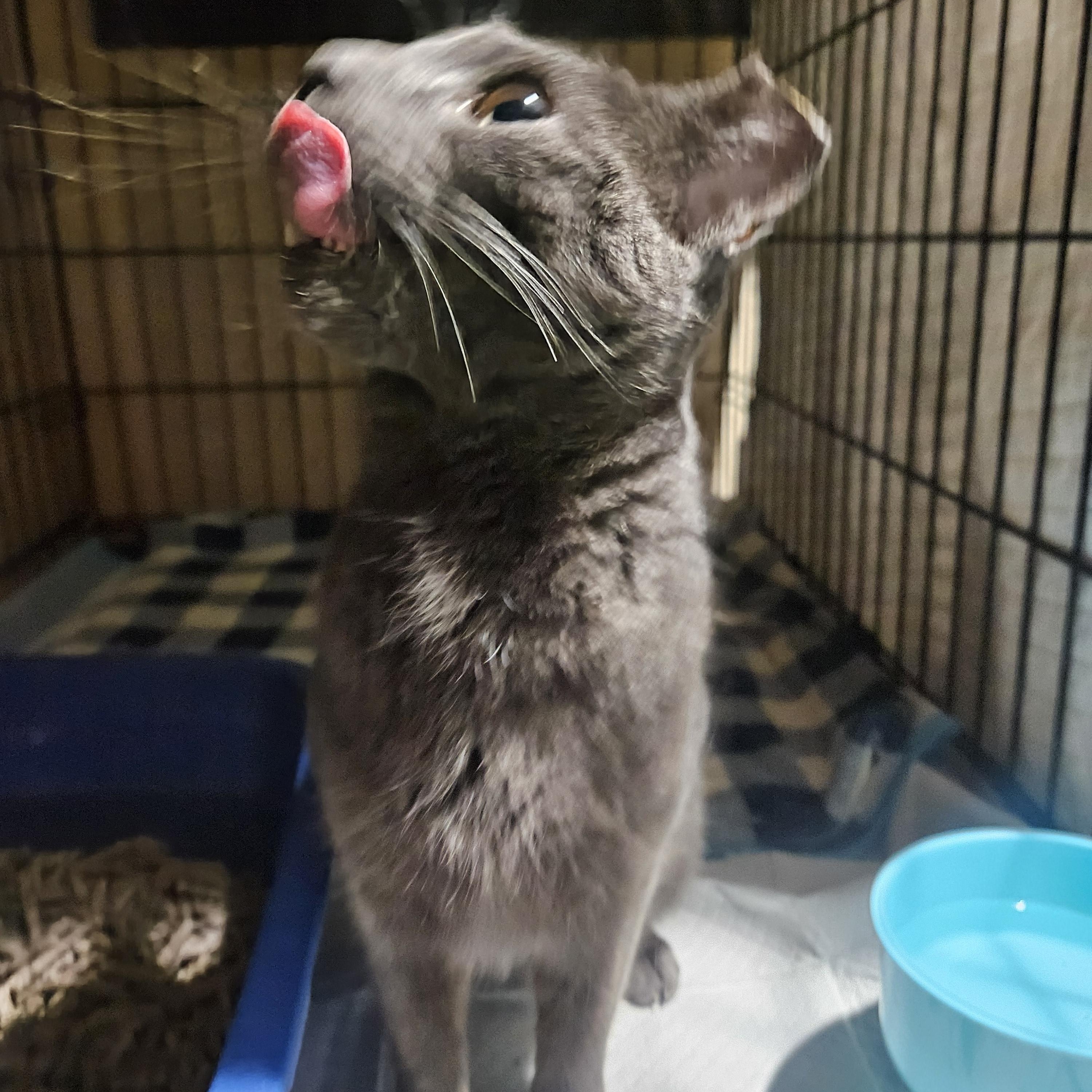 Enlarge Valentina, an adopted Domestic Short Hair in Ridgewood, NY image 3/6