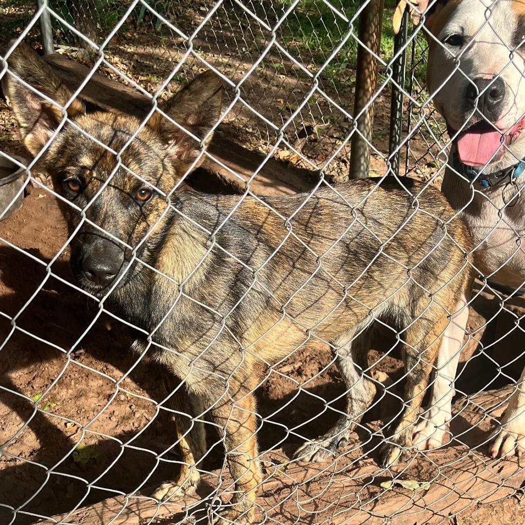 Kira, Adoptable, Young Female Shepherd & Mixed Breed.