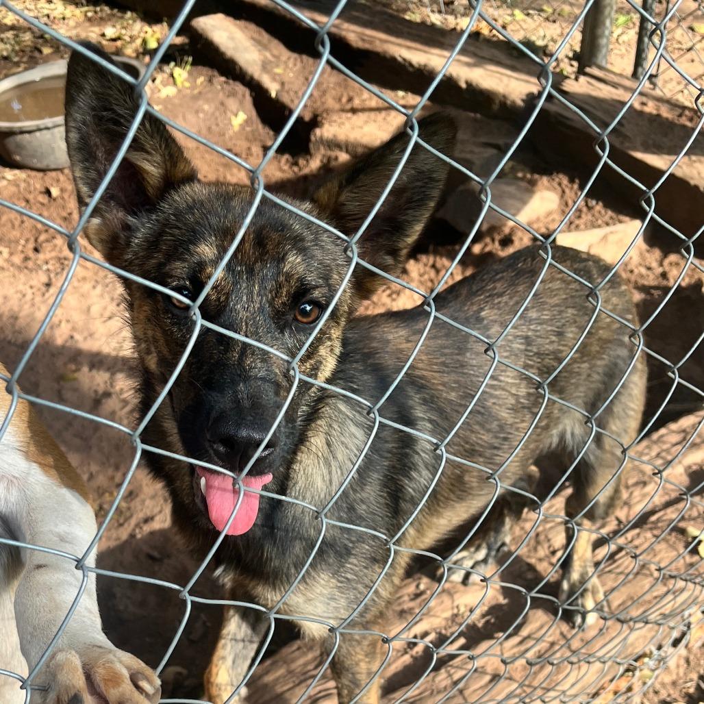 Enlarge Kira, a Adoptable mixed breed in Duncan, OK image 2/6