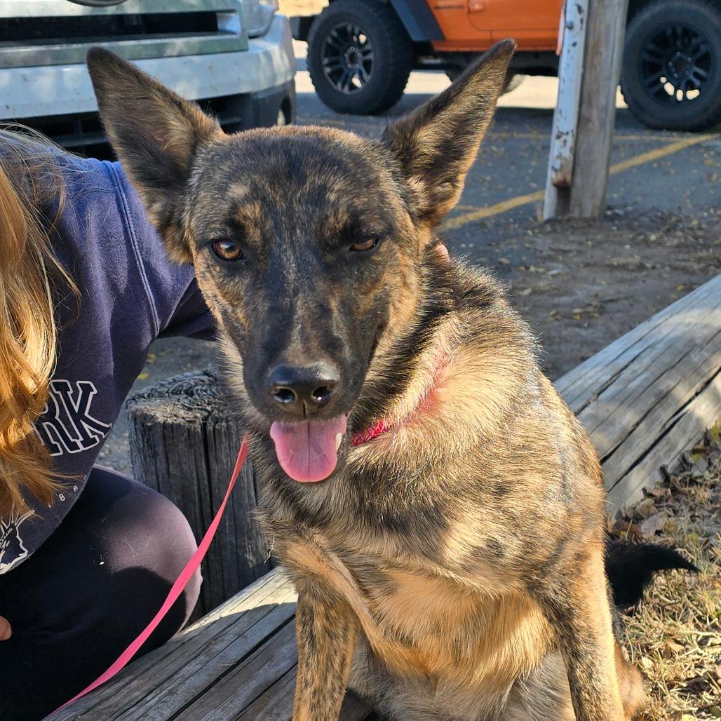 Enlarge Kira, a Adoptable mixed breed in Duncan, OK image 3/6