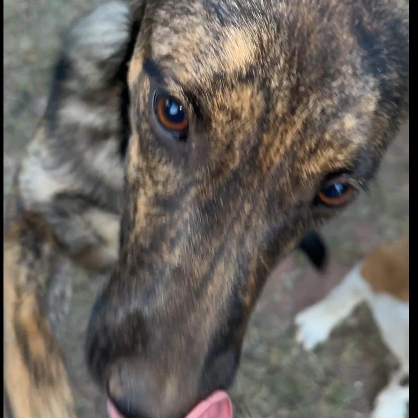 Enlarge Kira, a Adoptable mixed breed in Duncan, OK image 4/6