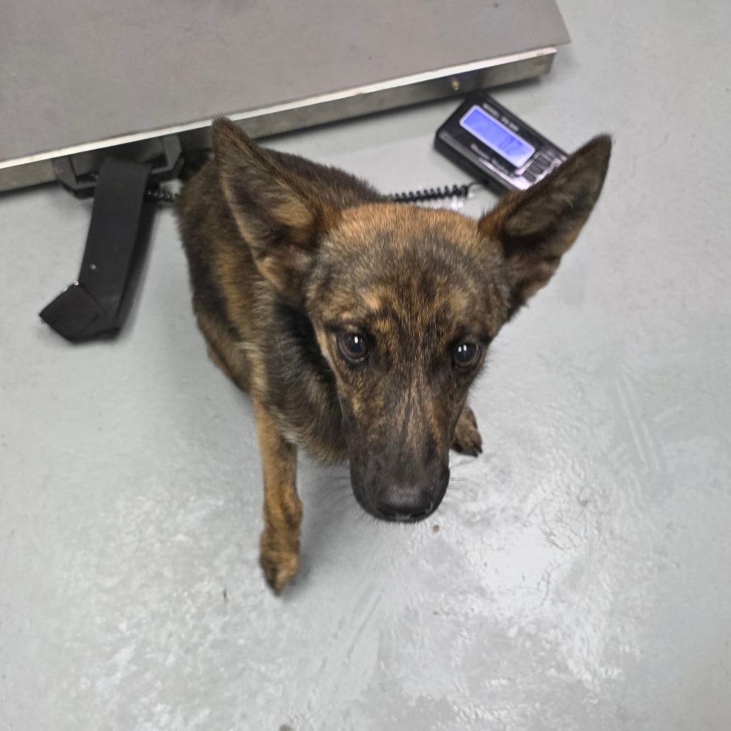 Enlarge Kira, a Adoptable mixed breed in Duncan, OK image 5/6