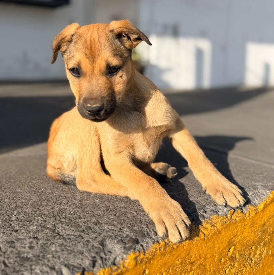 Punch — thumbnail 3