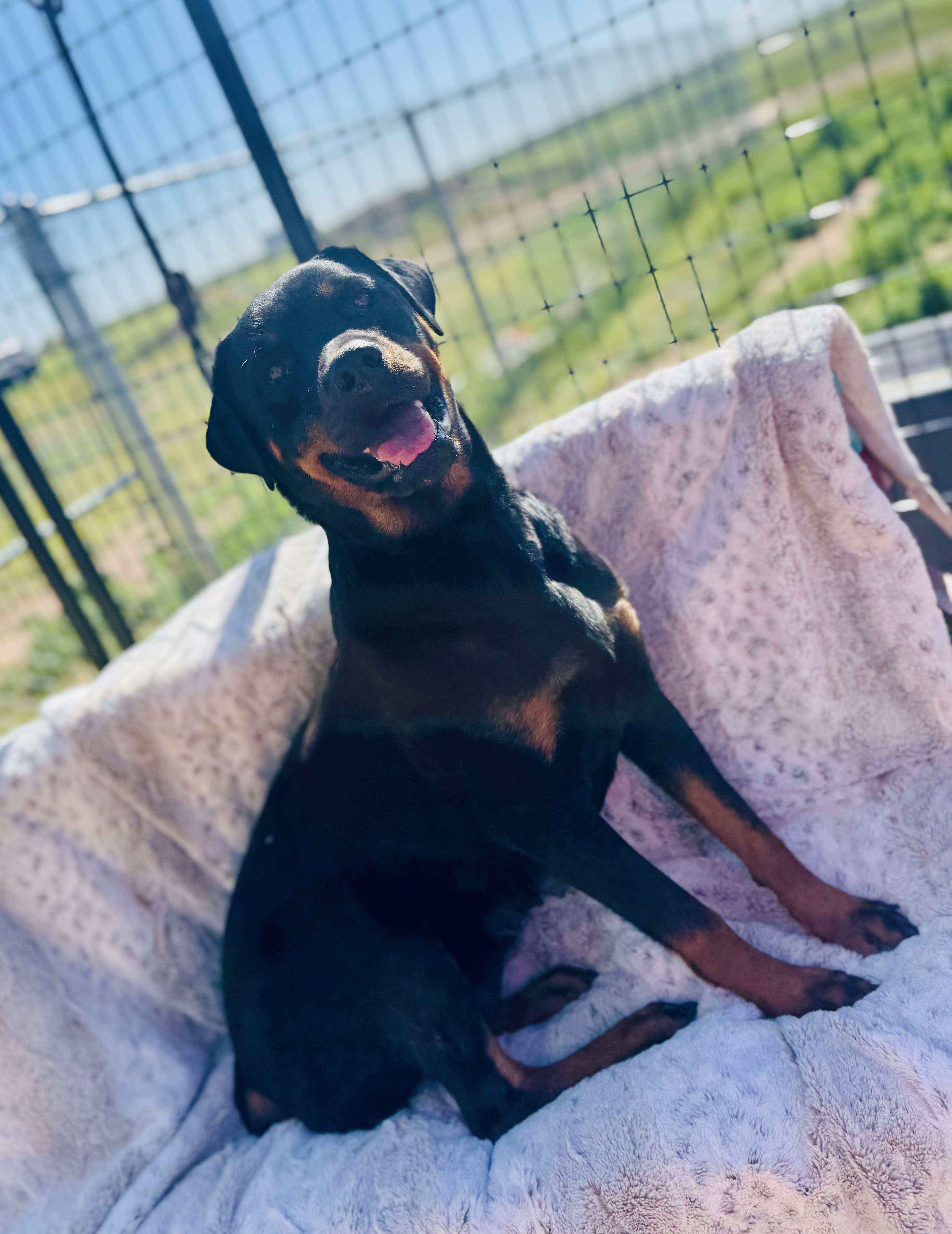 Enlarge Daisy, a Adopted Rottweiler in Canyon, TX image 3/3