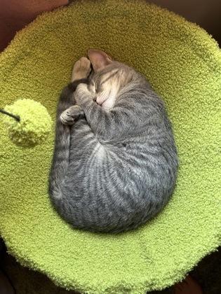 Zebra, Adoptable, Kitten Female Domestic Short Hair & Domestic Short Hair.