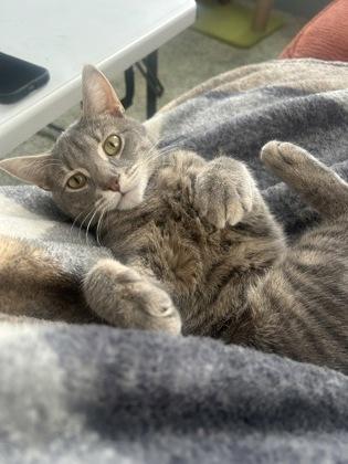 Enlarge Zebra, a Adoptable mixed breed in Gwinn, MI image 2/3