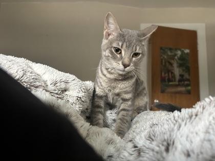 Enlarge Zebra, a Adoptable mixed breed in Gwinn, MI image 3/3