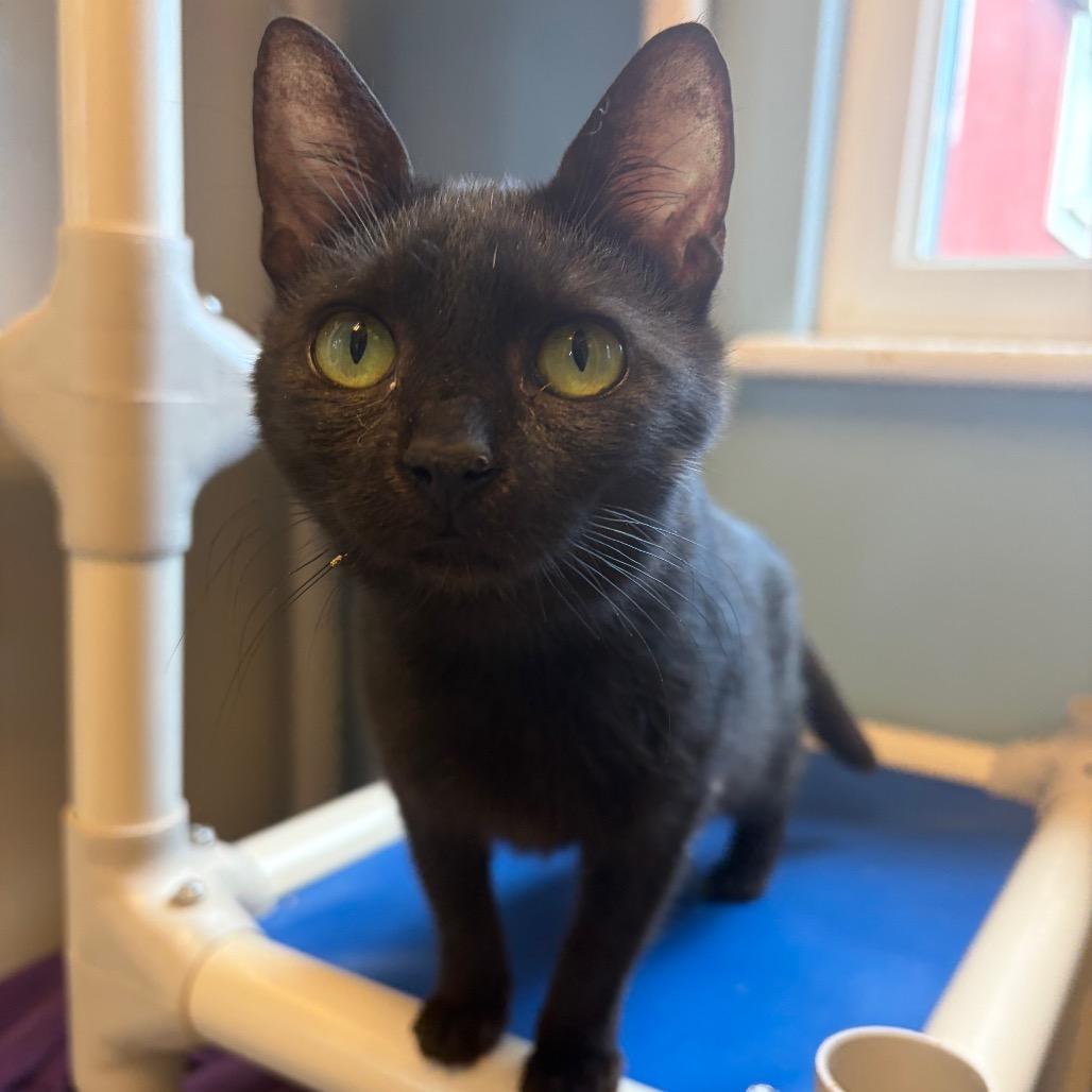 Soot w/ Stormy, a Adoptable Domestic Short Hair in Morrisville, VT image 1/4
