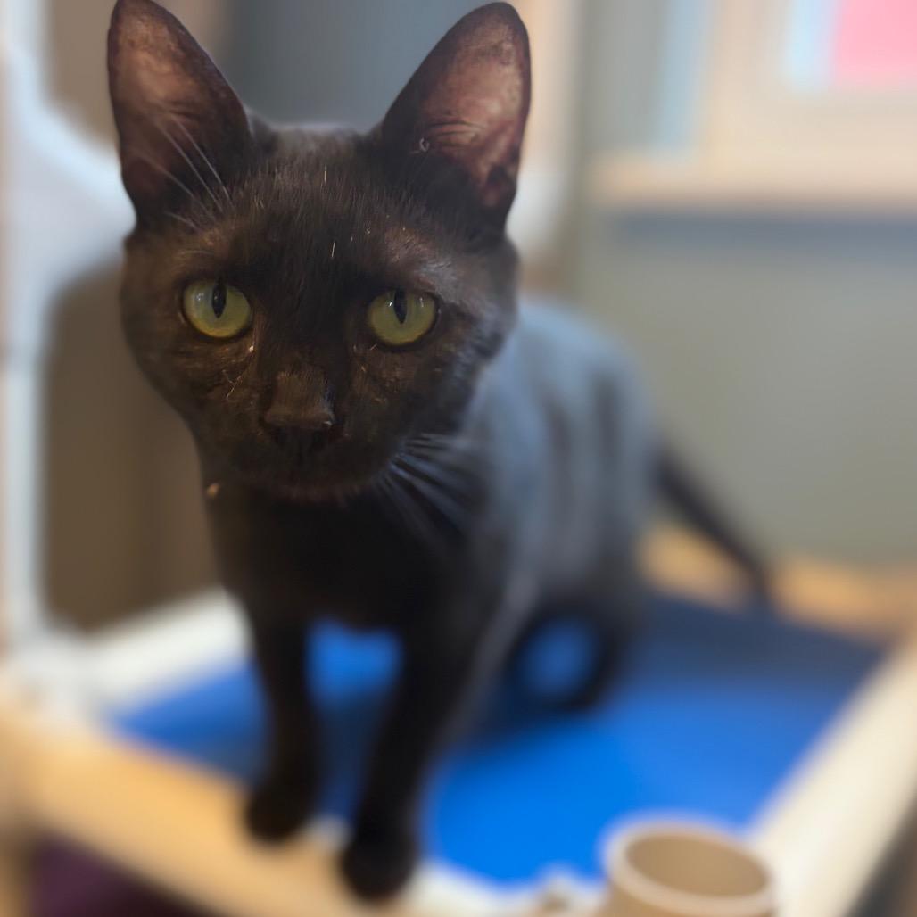 Soot w/ Stormy, a Adoptable Domestic Short Hair in Morrisville, VT image 3/4