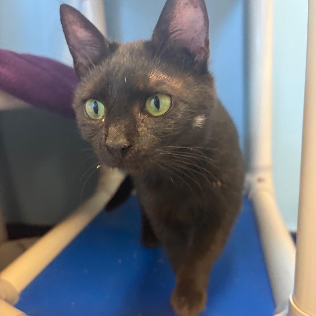 Soot w/ Stormy, a Adoptable Domestic Short Hair in Morrisville, VT image 4/4