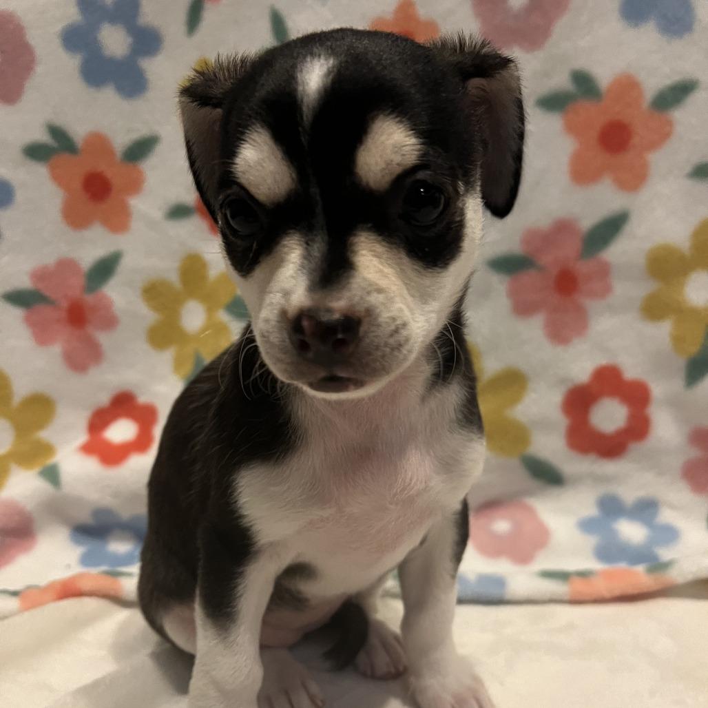 Enlarge Isis, a Adoptable Chihuahua in Las Vegas, NV image 2/3