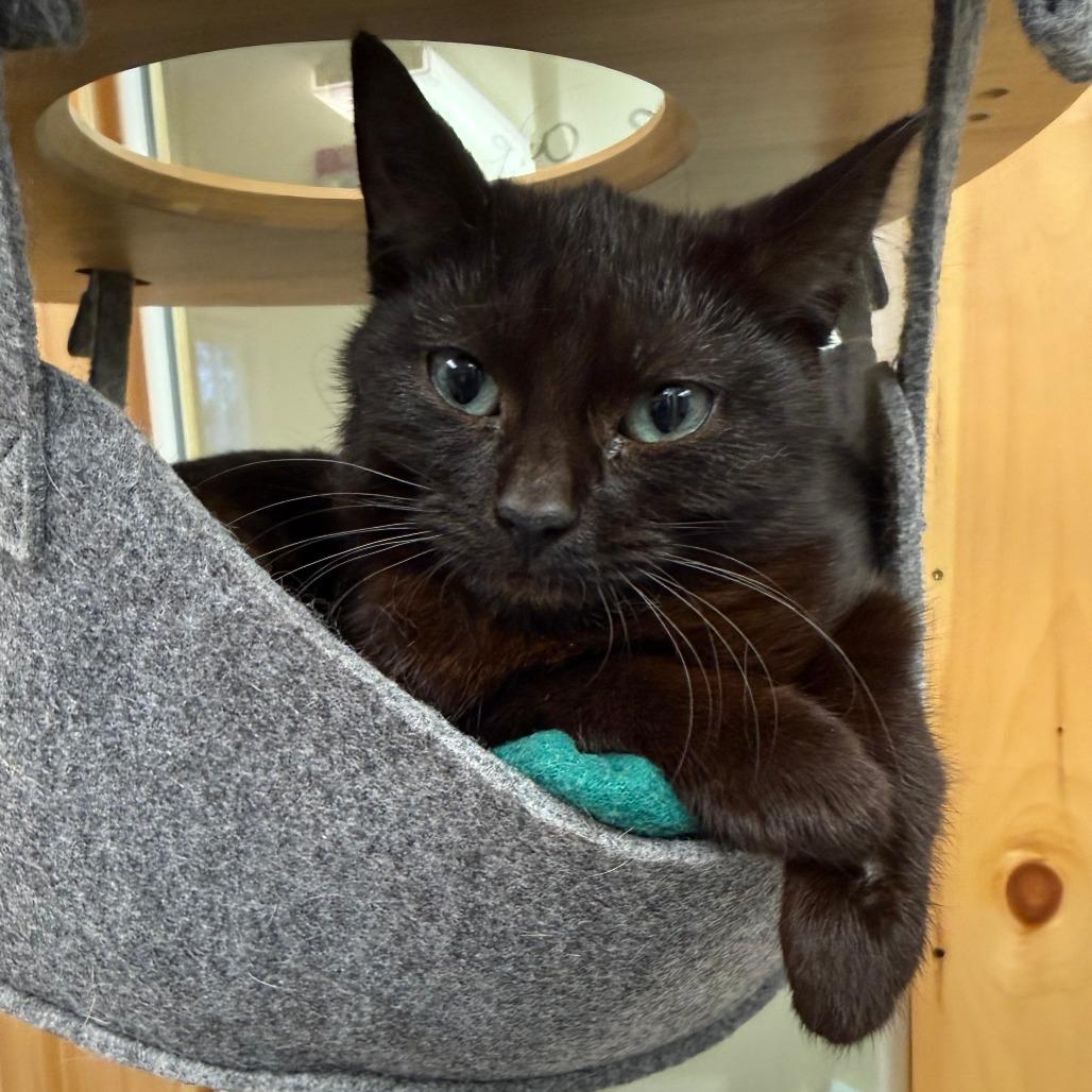 Mambo, Adoptable, Adult Female Domestic Short Hair.