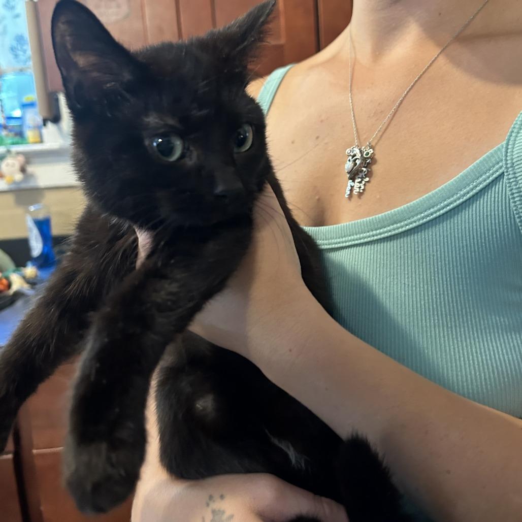 Enlarge Mambo, a Adoptable Domestic Short Hair in Morrisville, VT image 2/2