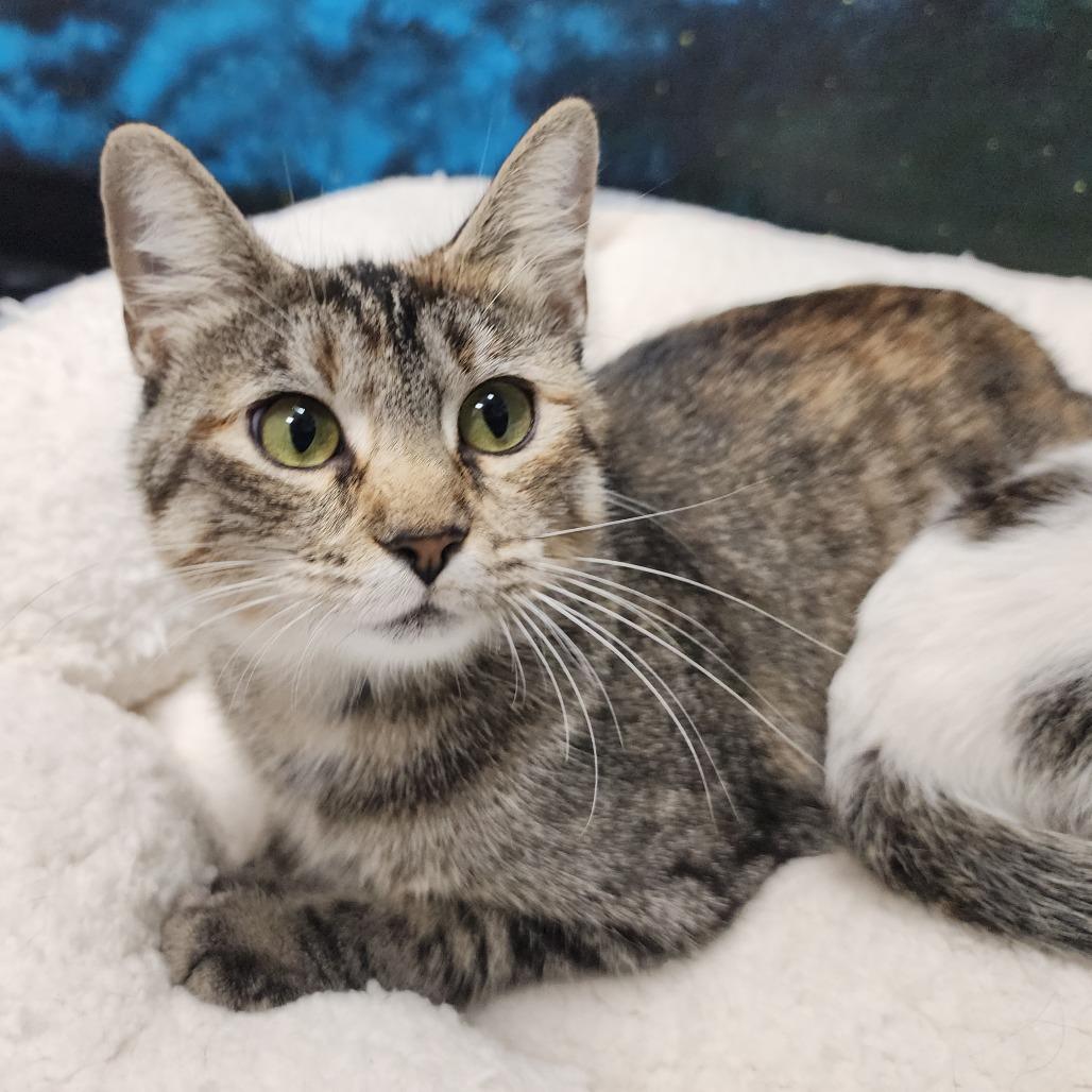 She-Ra, Adoptable, Adult Female Domestic Short Hair.
