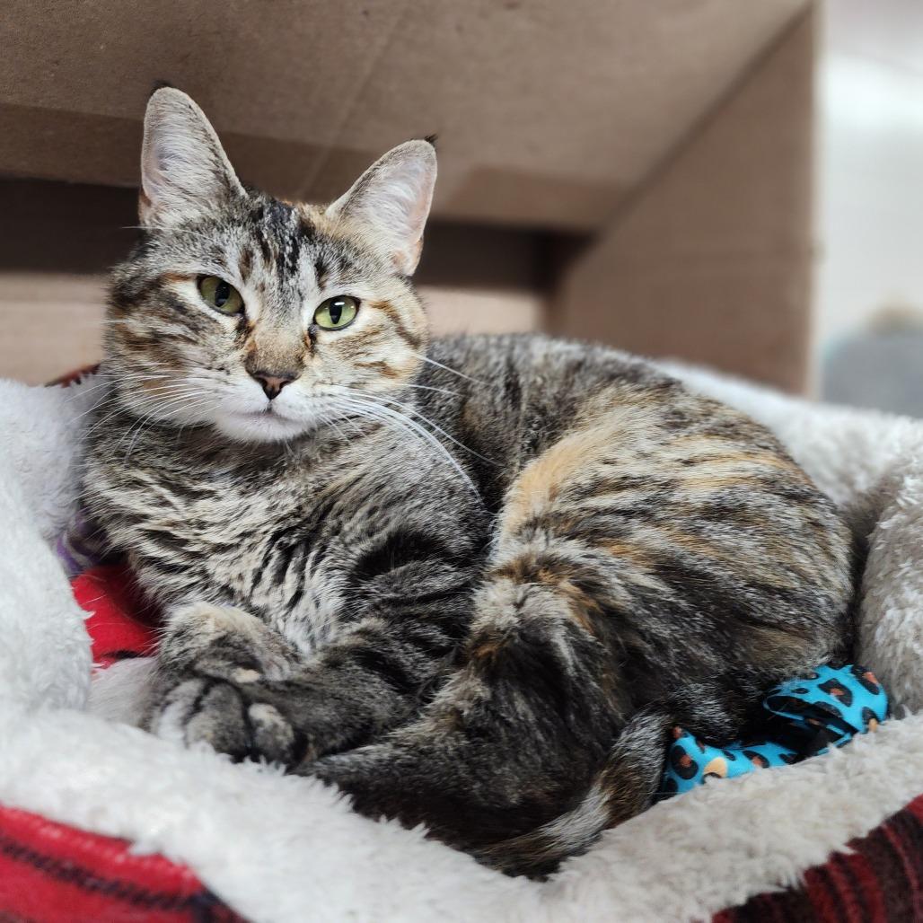 She-Ra, a Adoptable Domestic Short Hair in Dixon, IL image 3/3