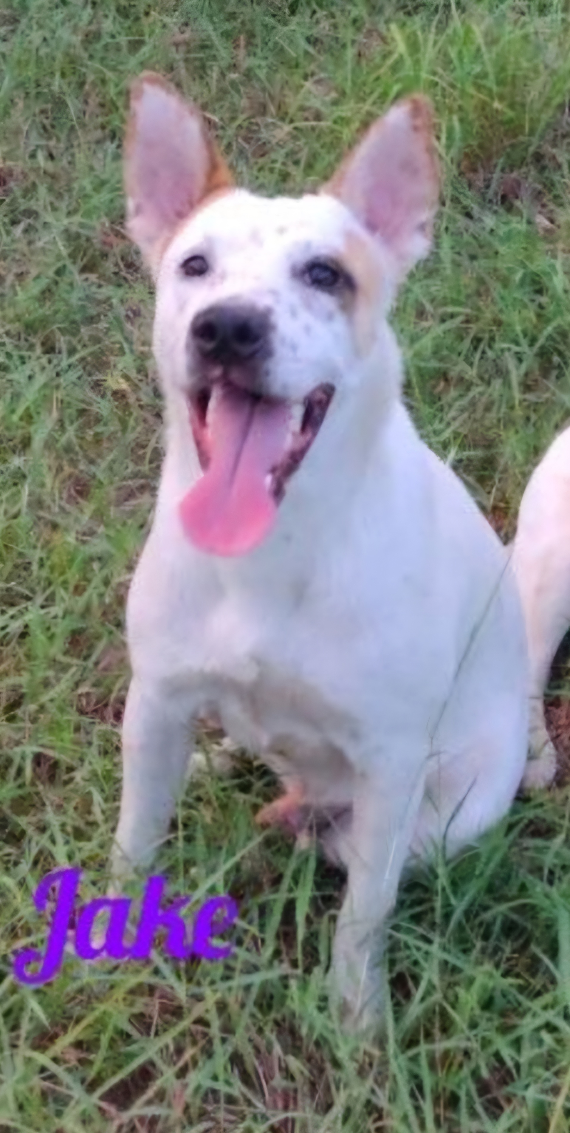 Enlarge Jake, a Adoptable mixed breed in Donna, TX image 1/1