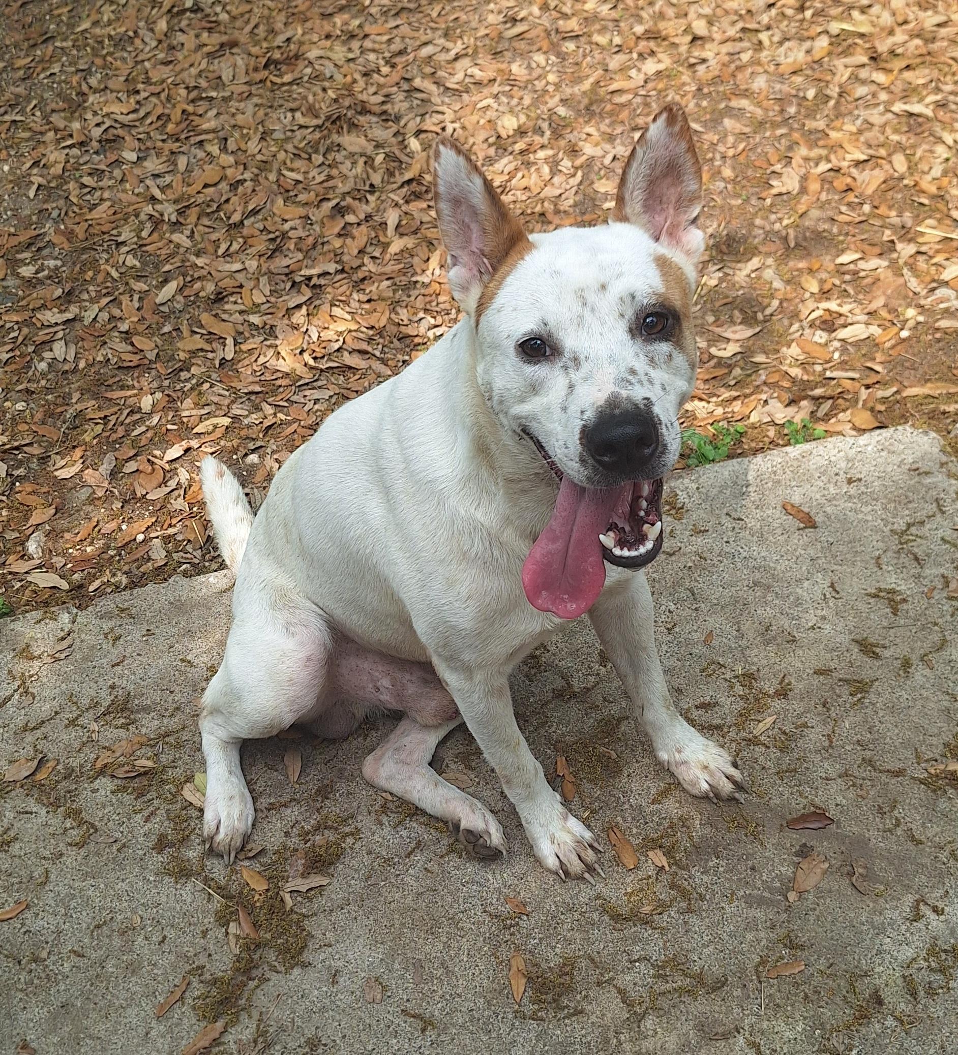 Enlarge Jake, a Adoptable mixed breed in Donna, TX image 2/3