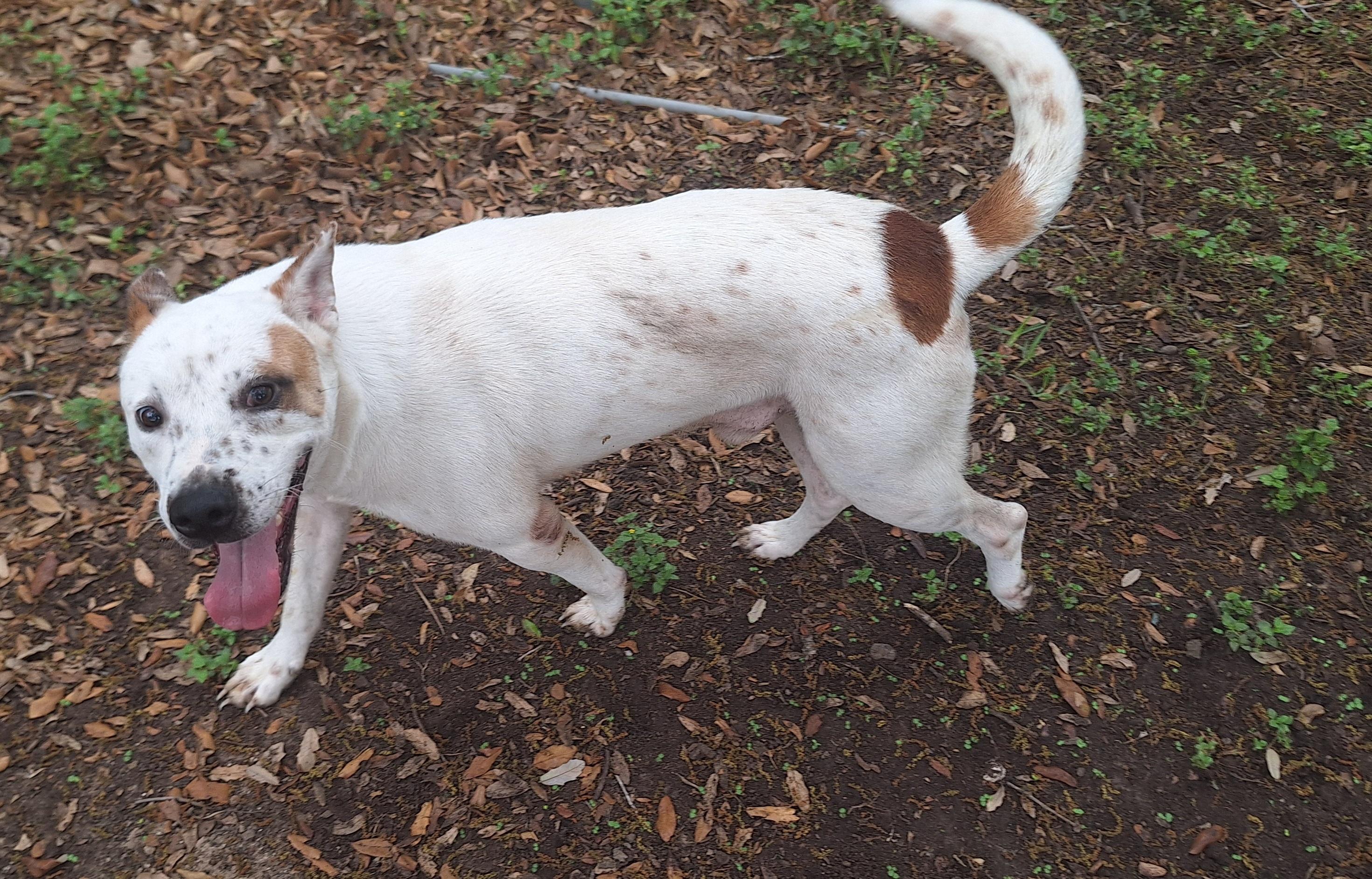 Enlarge Jake, a Adoptable mixed breed in Donna, TX image 1/3