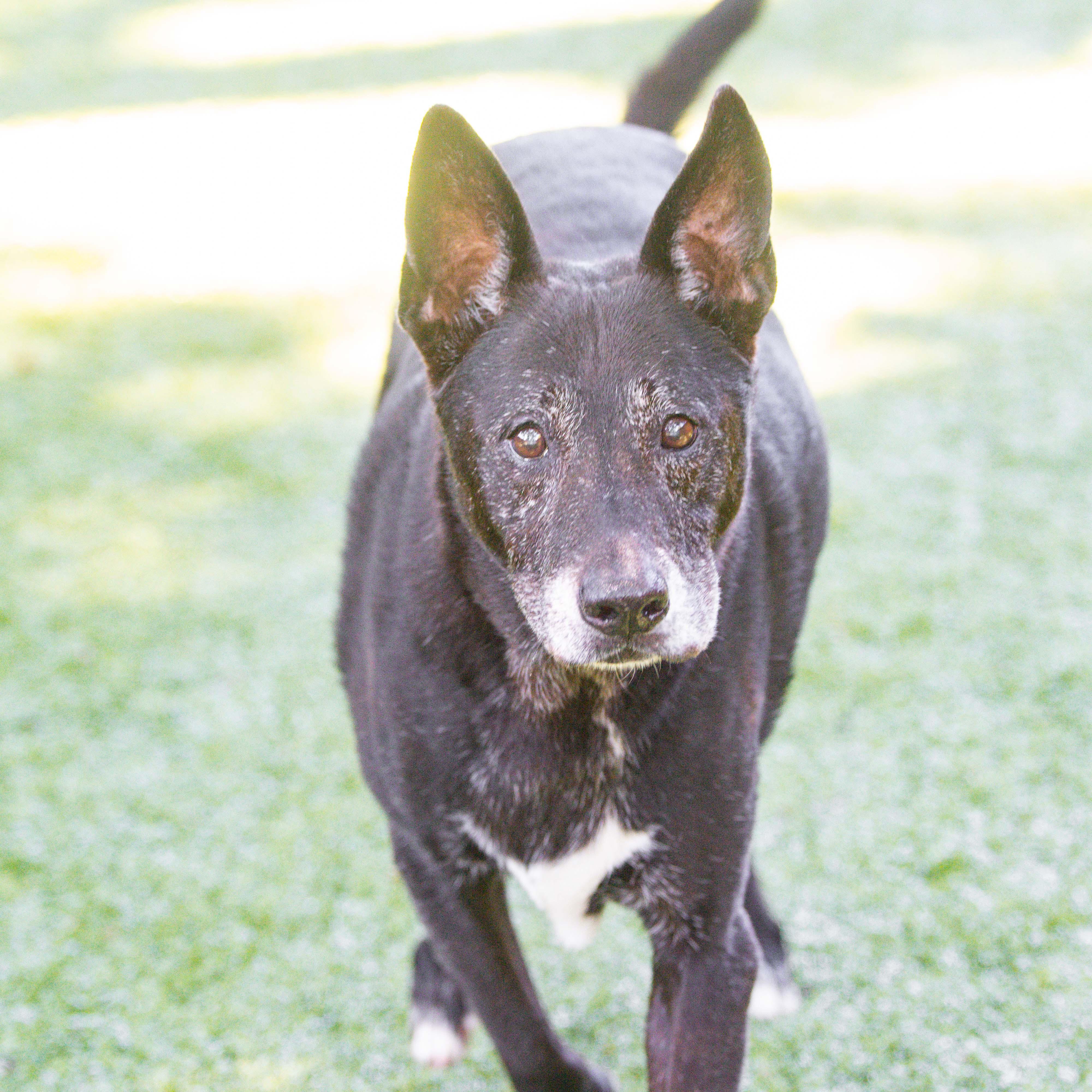 Cyrus, Adoptable, Adult Male Black Labrador Retriever.