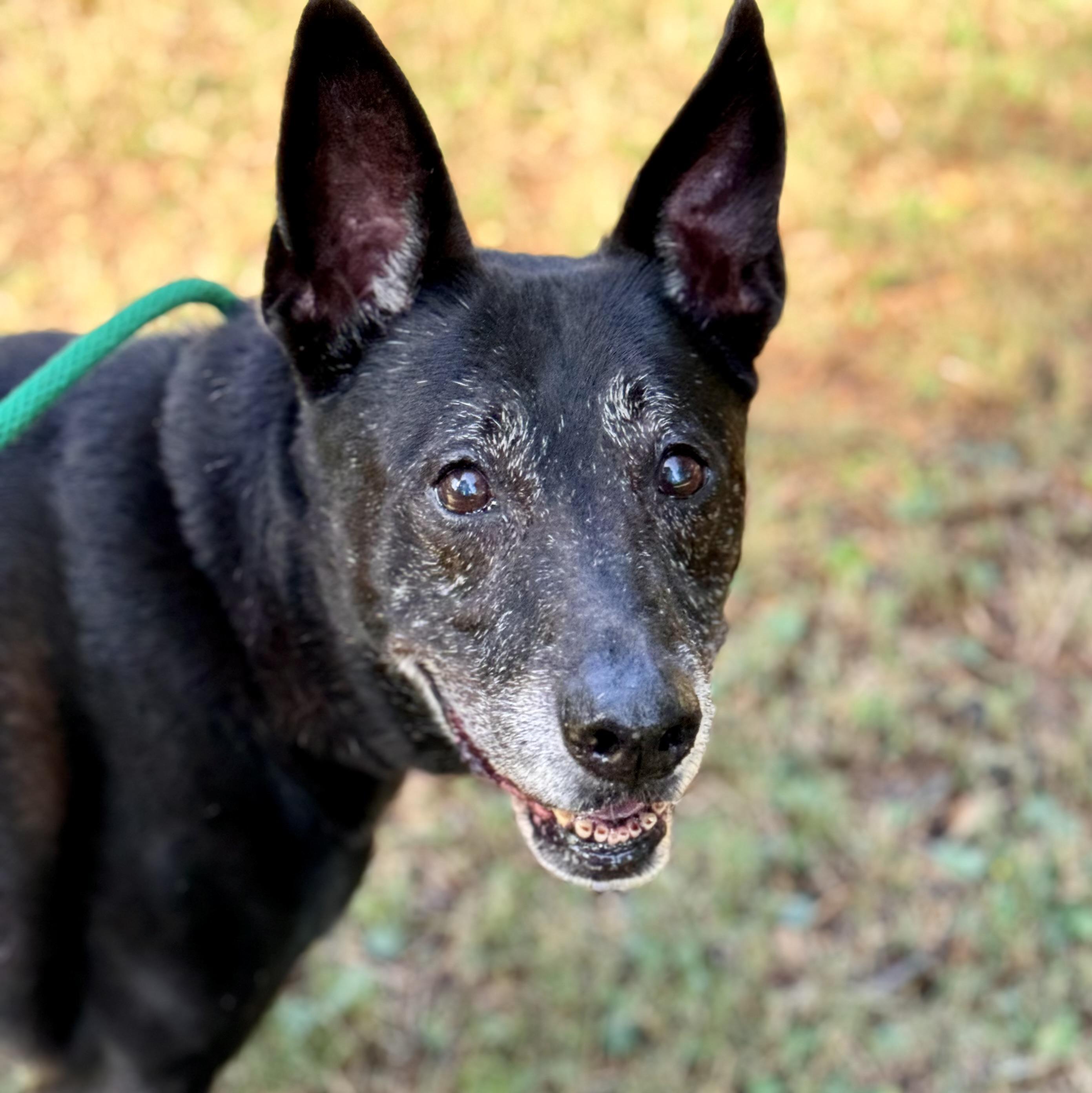 Cyrus, Adoptable, Adult Male Black Labrador Retriever.
