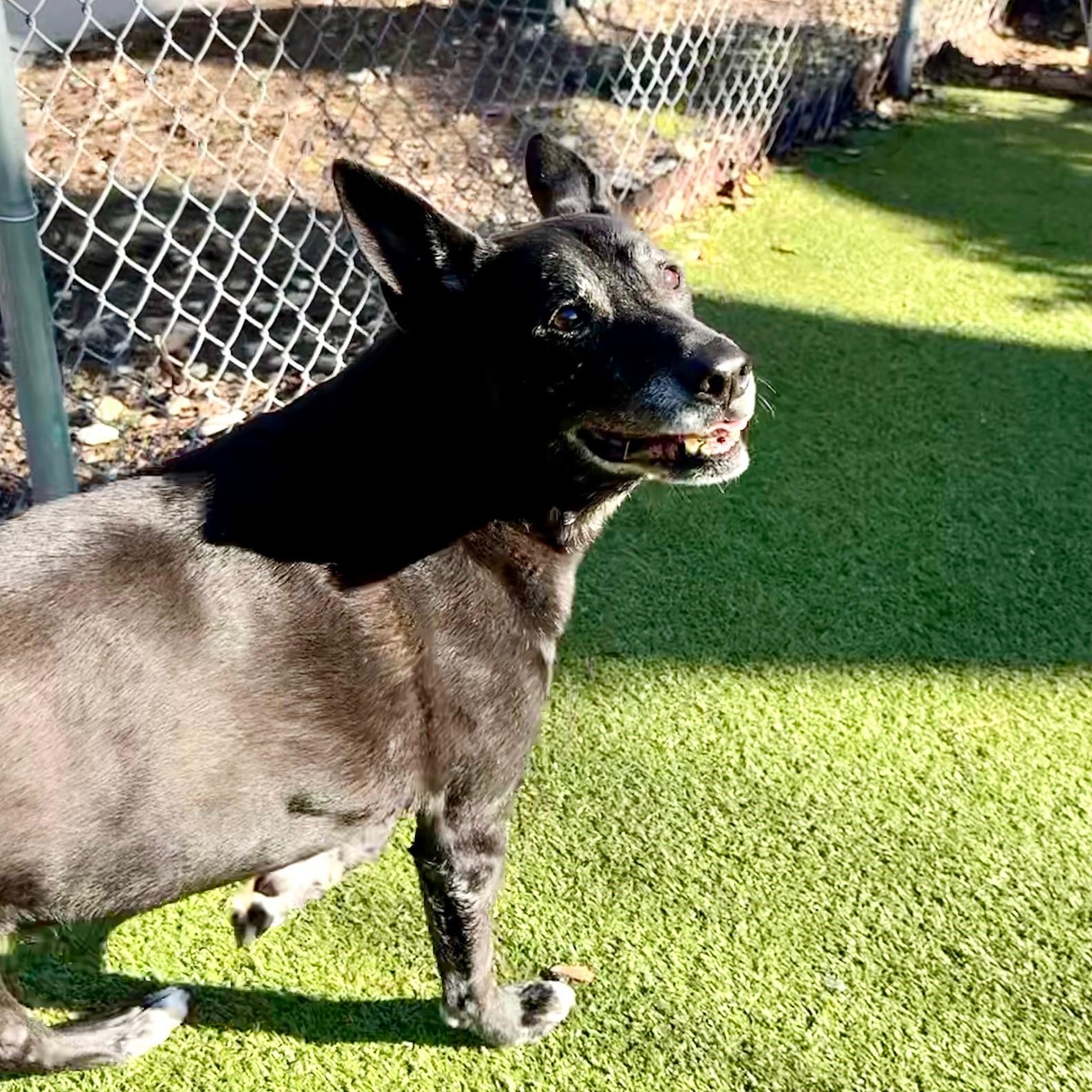 Enlarge Cyrus, a Adoptable mixed breed in Hilton Head Island, SC image 4/5