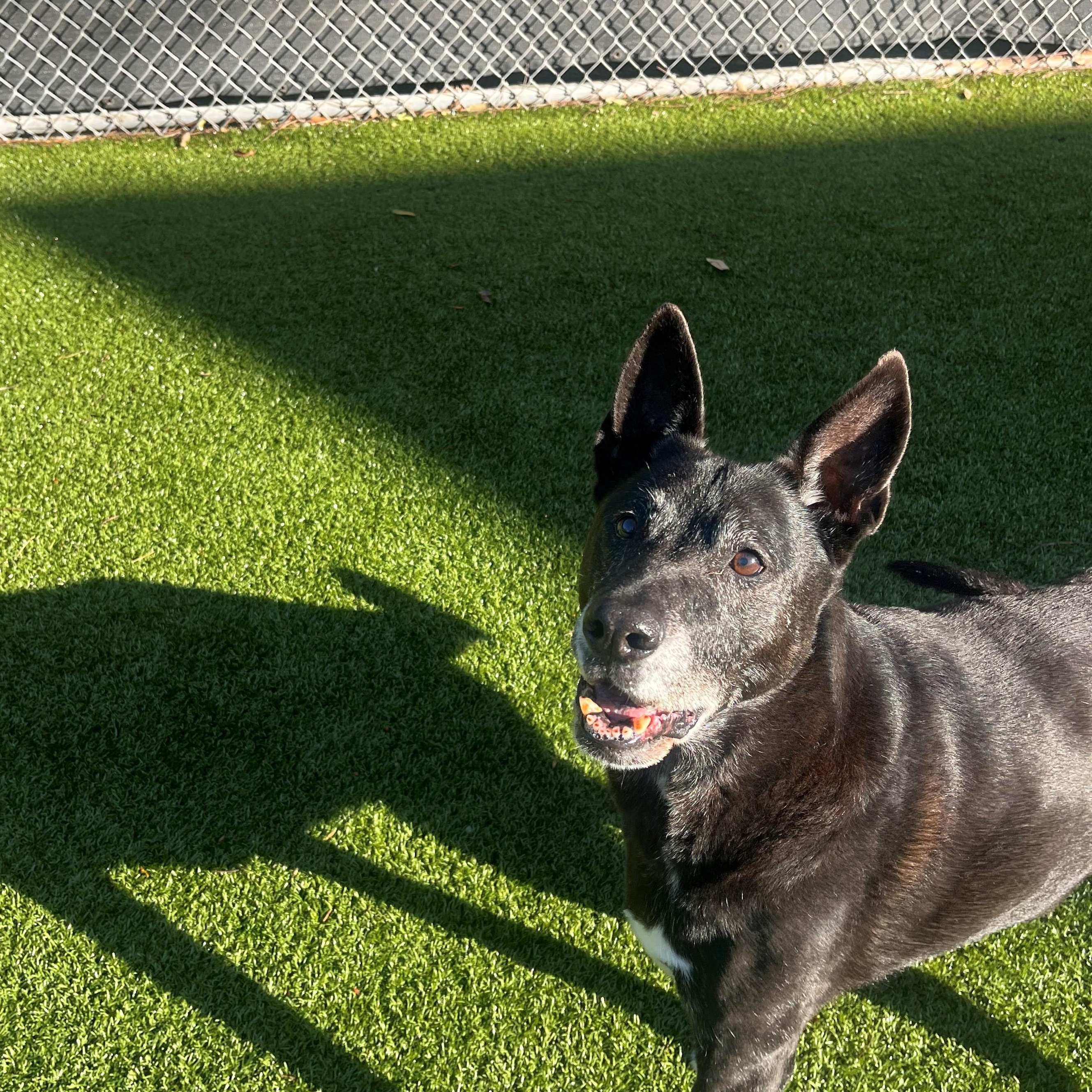 Enlarge Cyrus, a Adoptable mixed breed in Hilton Head Island, SC image 5/5