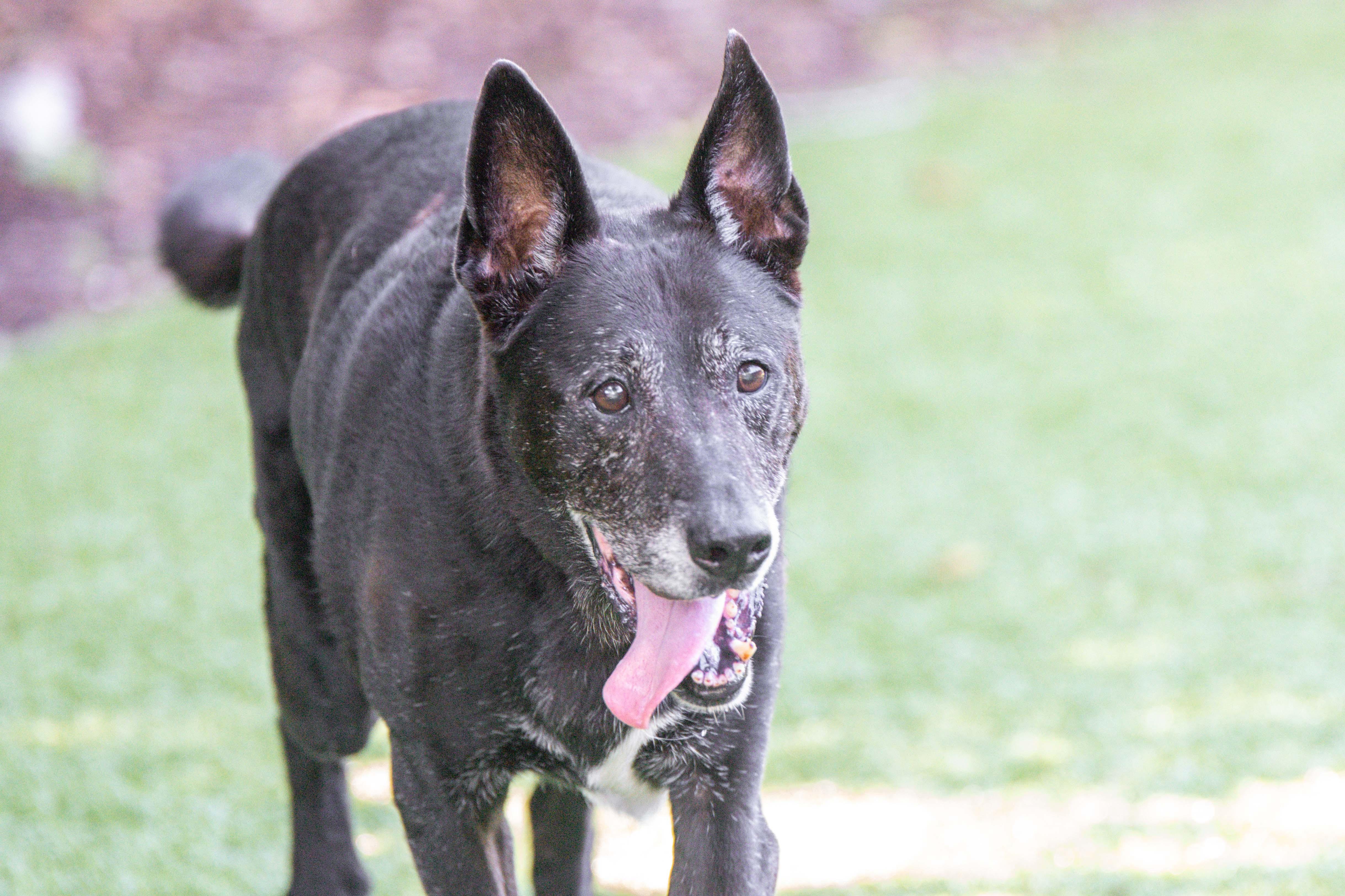 Enlarge Cyrus, a Adoptable mixed breed in Hilton Head Island, SC image 1/5