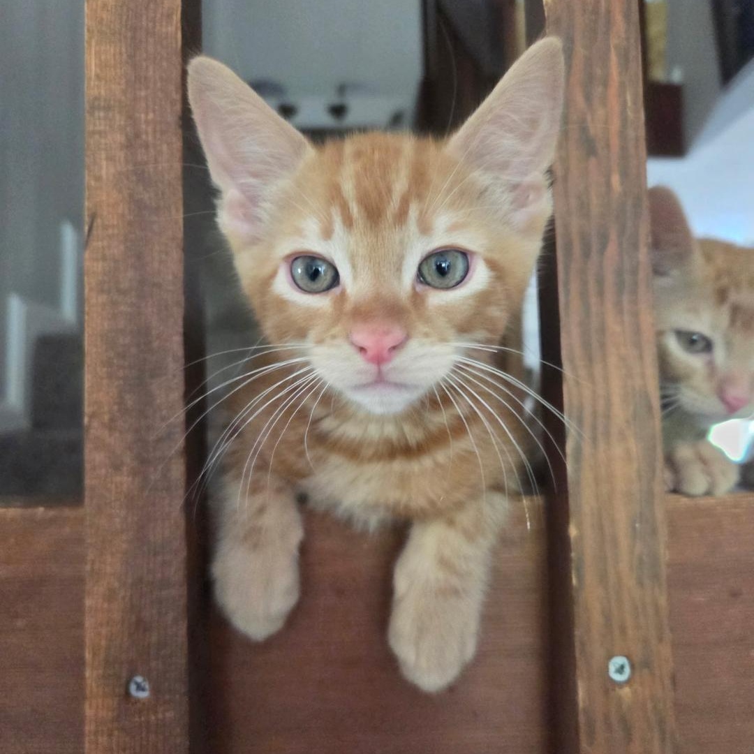 Linus, a ADOPTABLE Domestic Short Hair in Reisterstown, MD image 1/3