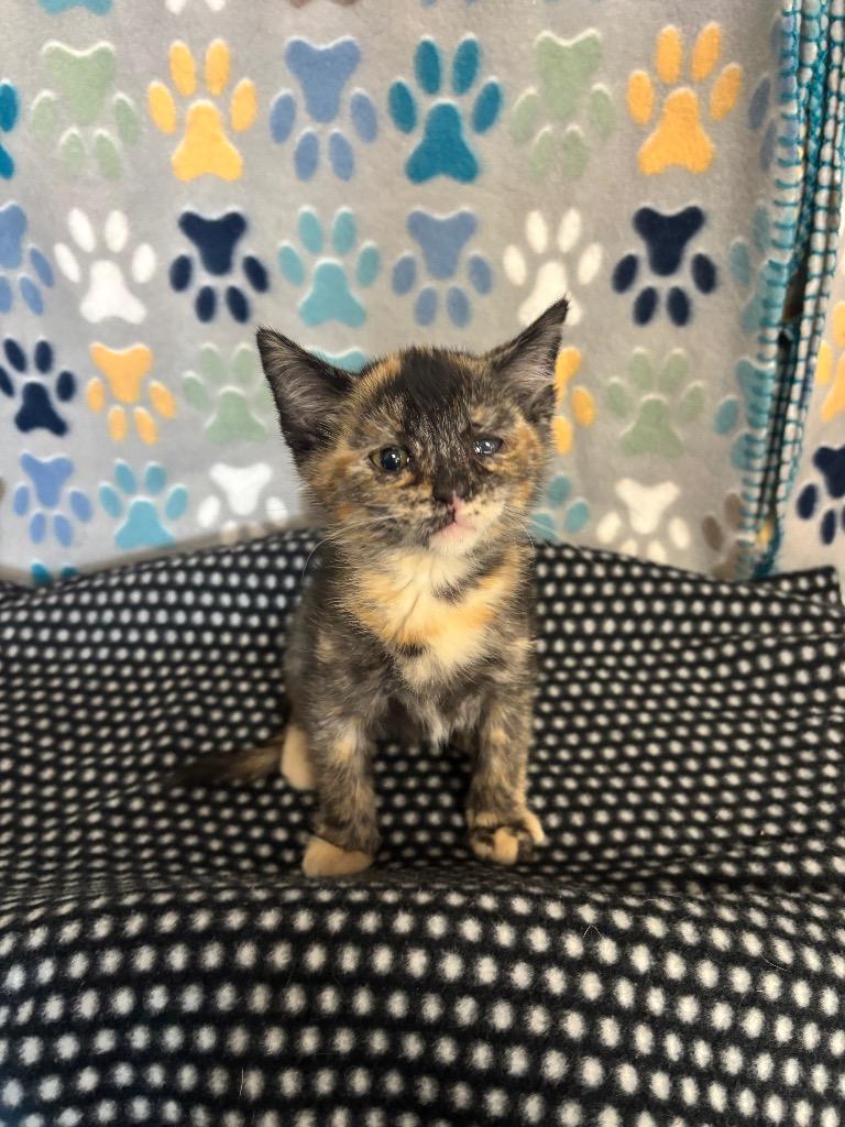 Autumn, Adoptable, Kitten Female Domestic Short Hair.