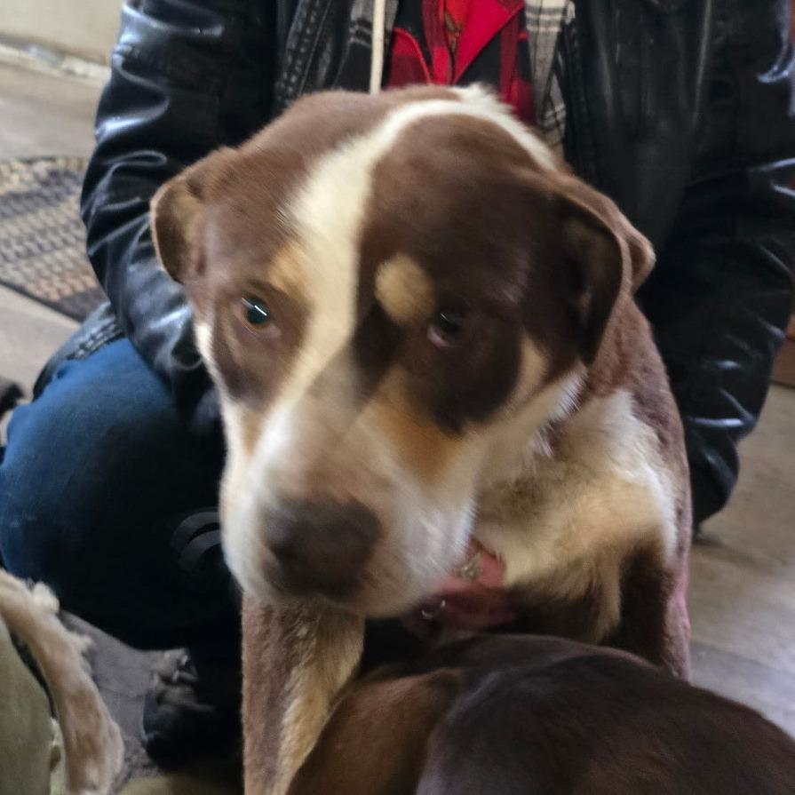 Enlarge Lady Dog, a Adoptable mixed breed in Klamath Falls, OR image 1/1