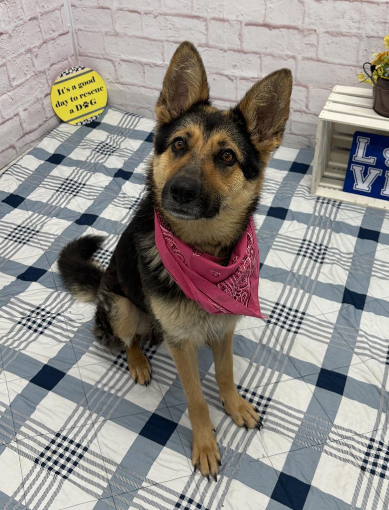 Enlarge Zopf, a Adoptable mixed breed in Detroit, MI image 2/6