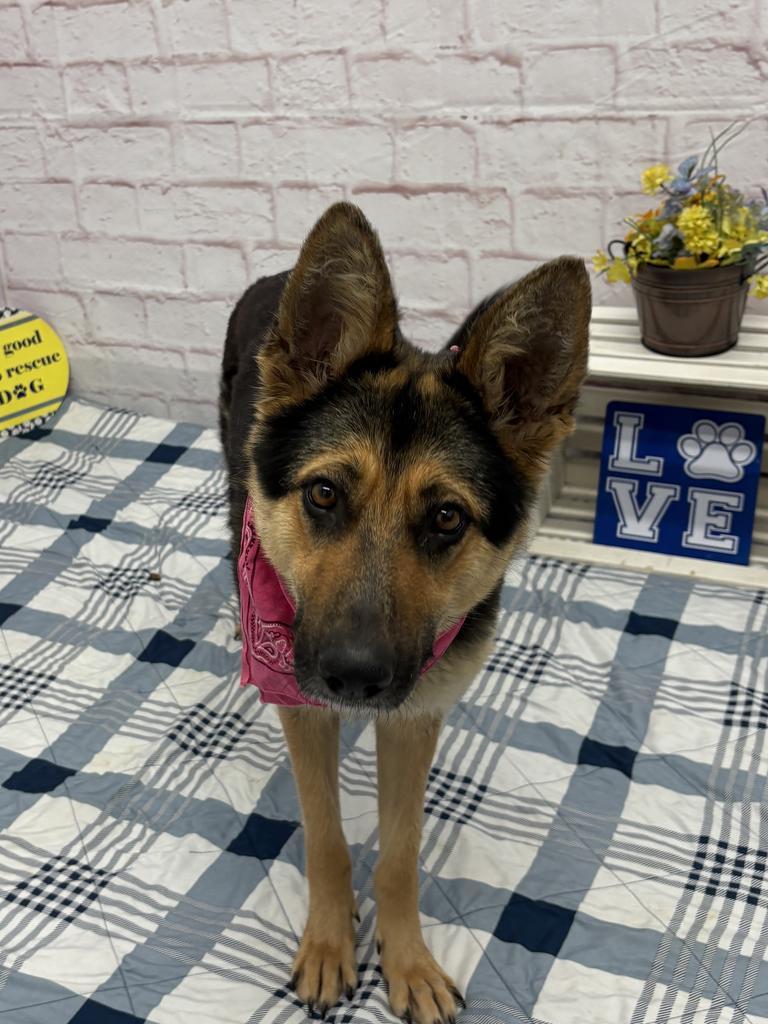 Enlarge Zopf, a Adoptable mixed breed in Detroit, MI image 3/6