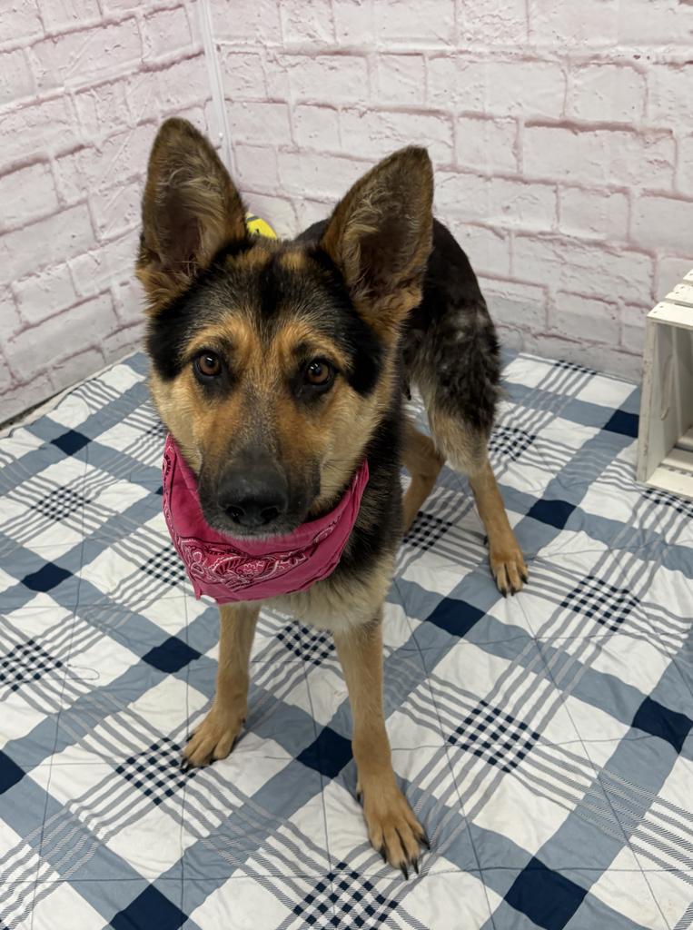 Enlarge Zopf, a Adoptable mixed breed in Detroit, MI image 4/6