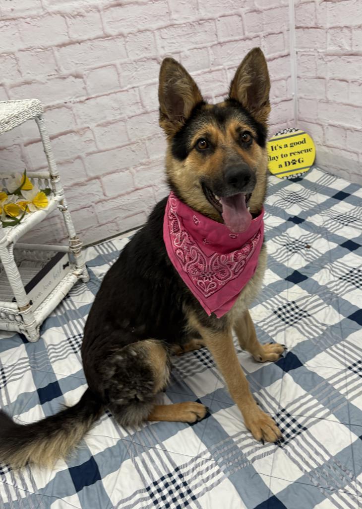 Enlarge Zopf, a Adoptable mixed breed in Detroit, MI image 5/6