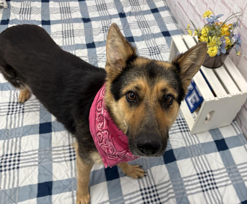 Enlarge Zopf, a Adoptable mixed breed in Detroit, MI image 6/6