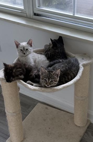 Enlarge Chupacabra, a Adoptable Tortoiseshell in Columbus, OH image 3/6