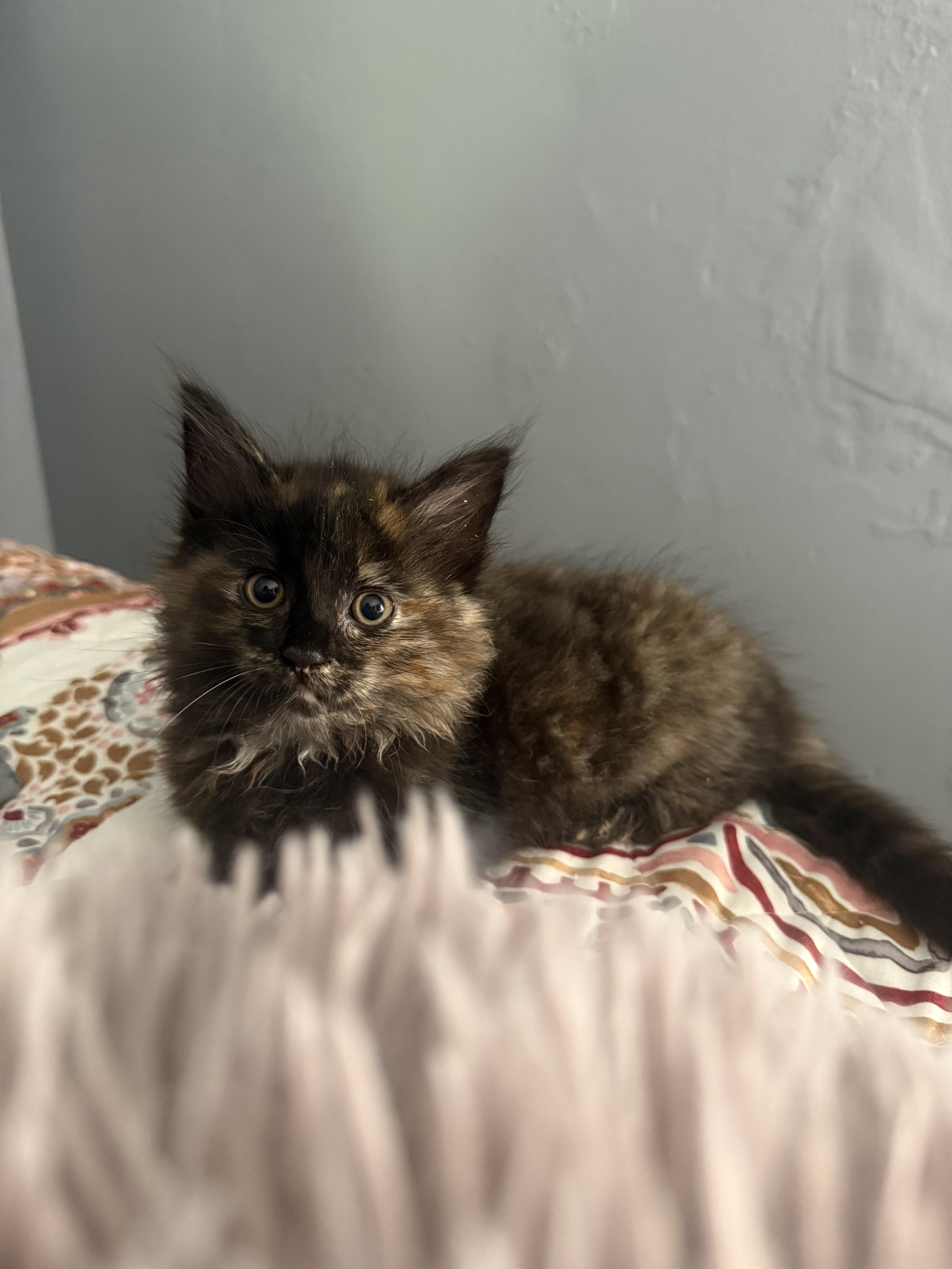 Enlarge Chupacabra, a Adoptable Tortoiseshell in Columbus, OH image 5/6