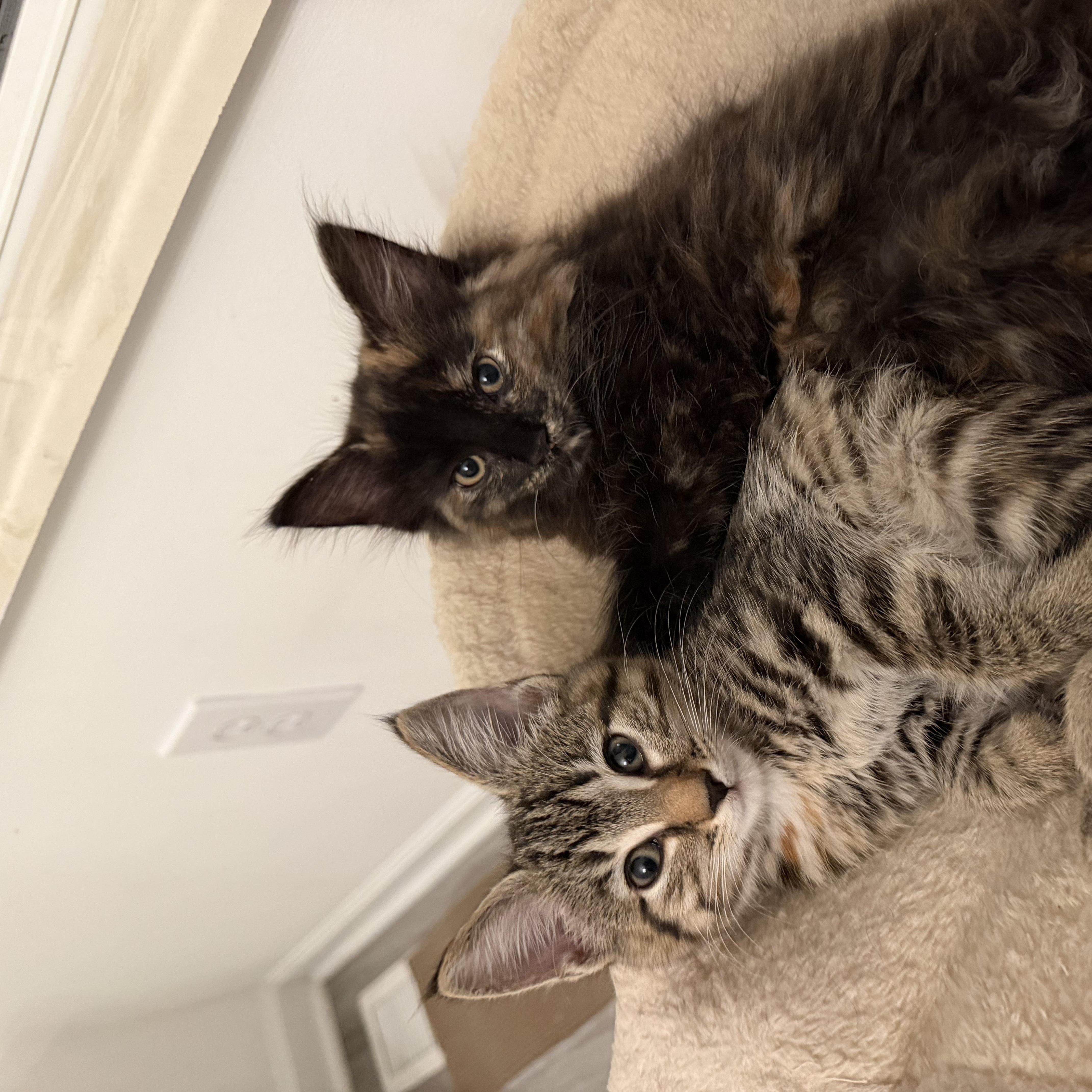 Enlarge Chupacabra, a Adoptable Tortoiseshell in Columbus, OH image 1/6