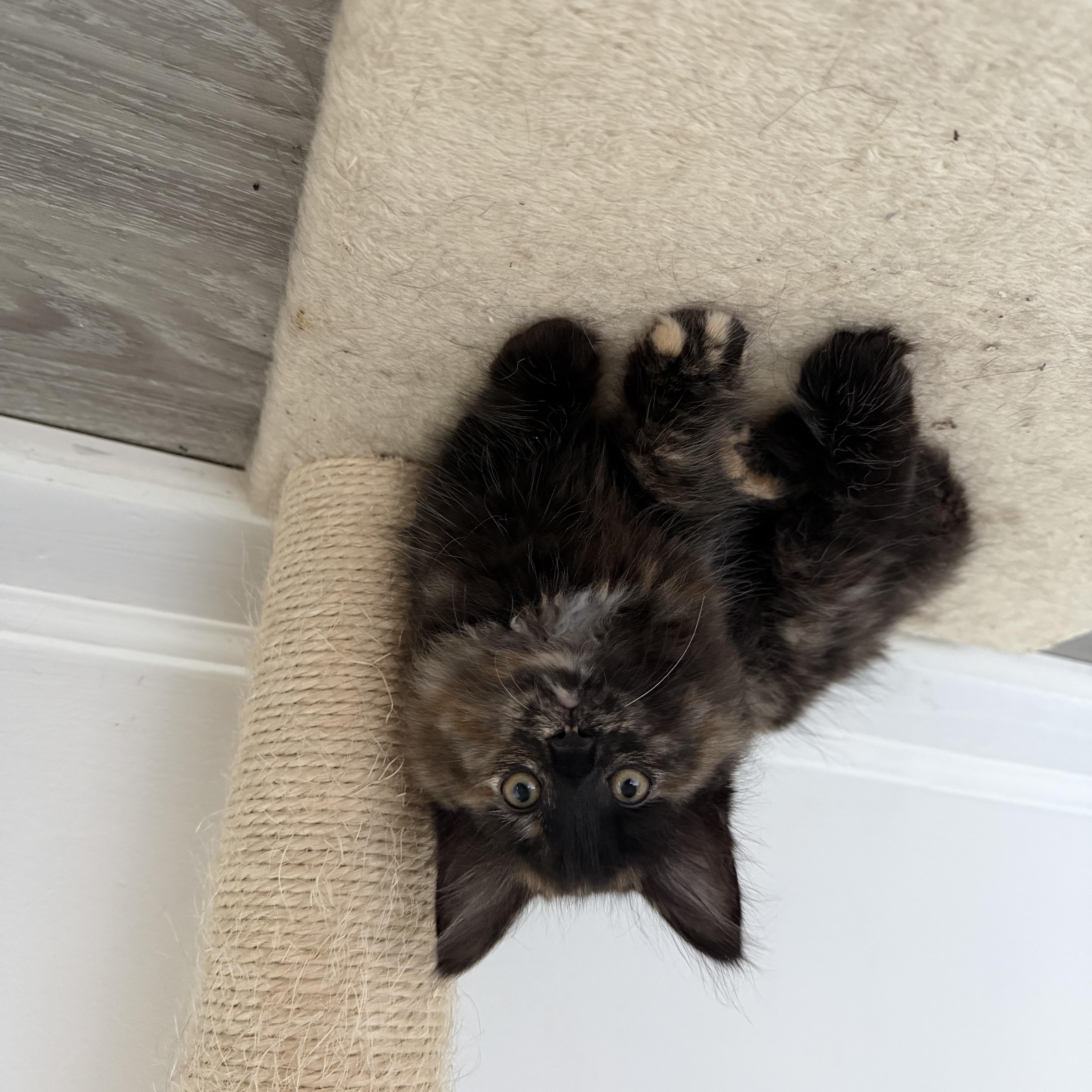 Enlarge Chupacabra, a Adoptable Tortoiseshell in Columbus, OH image 6/6