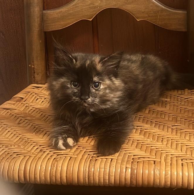 Enlarge Chupacabra, a Adoptable Tortoiseshell in Columbus, OH image 4/6