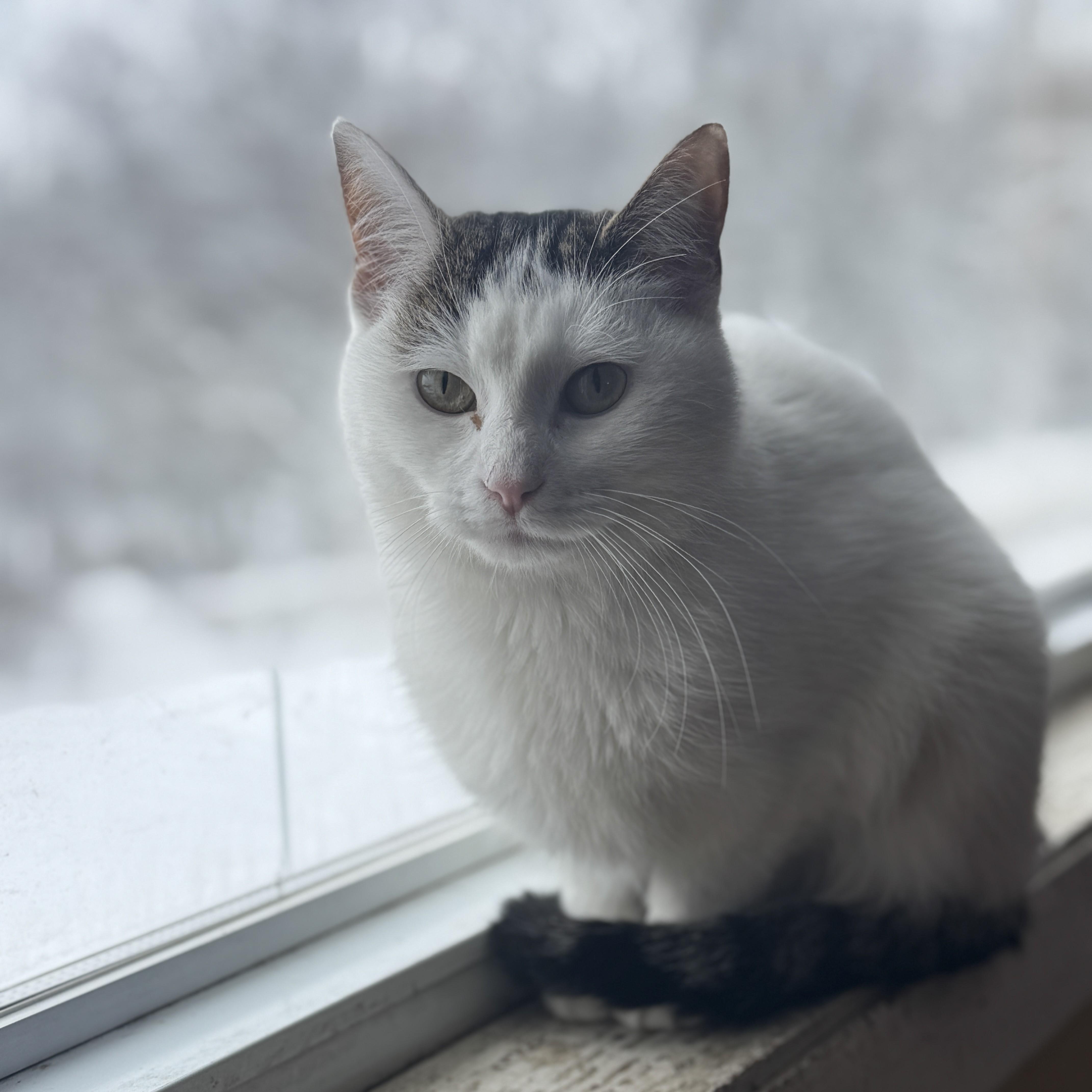 Enlarge Ophelia, an adopted Domestic Short Hair in Bennington, VT image 1/1