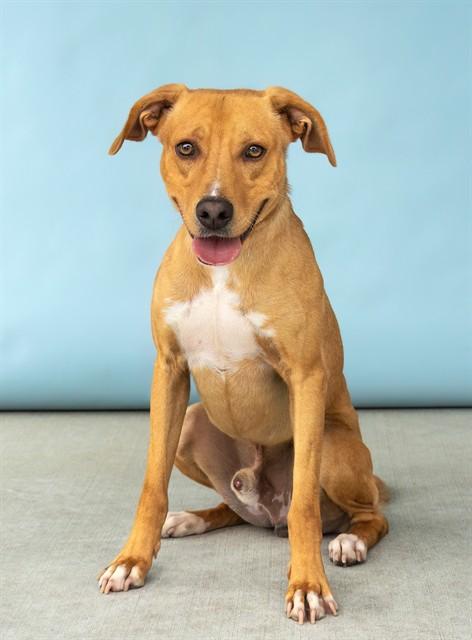 Enlarge QUINCY, a Adoptable mixed breed in Baldwin Park, CA image 1/1