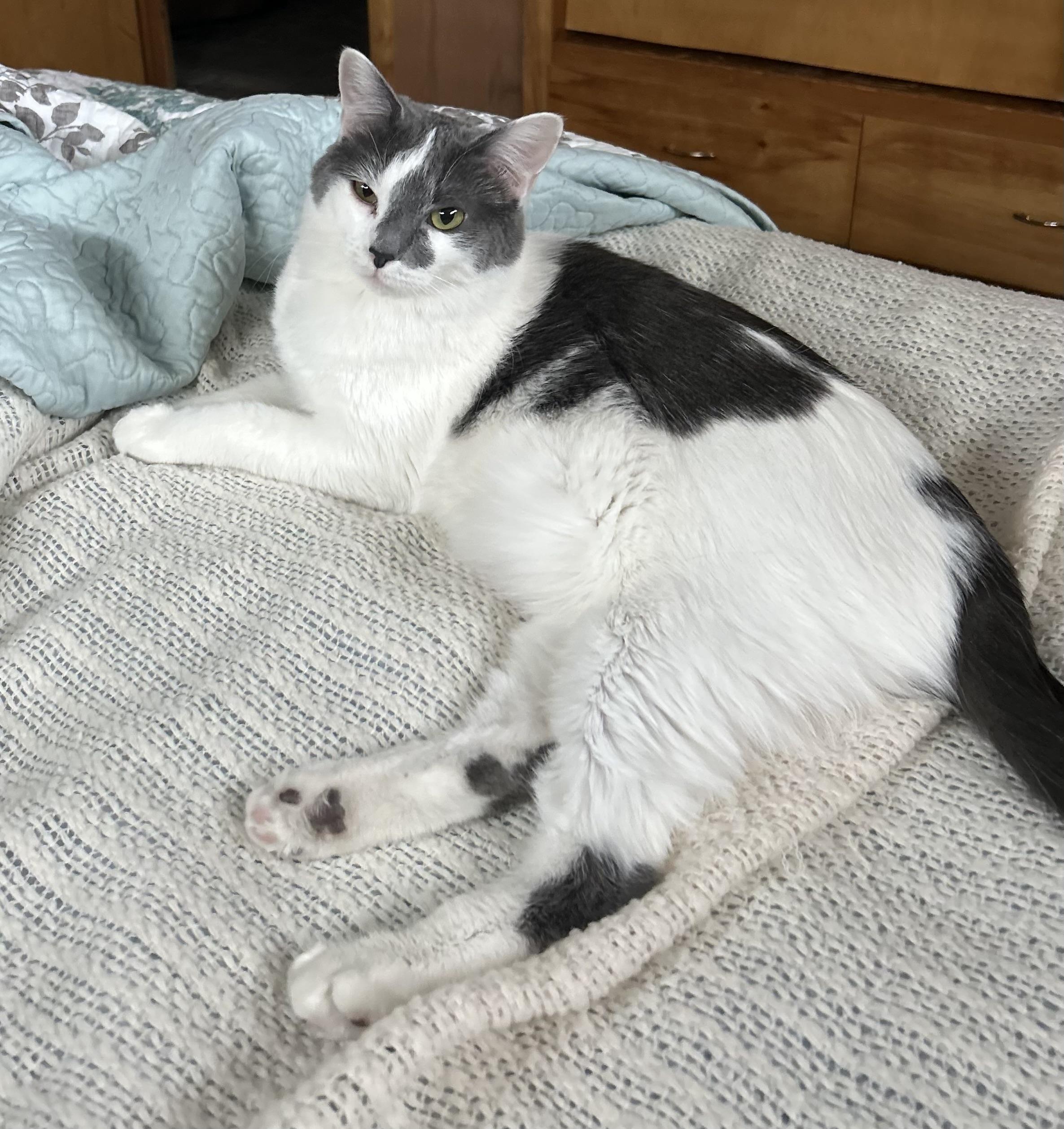 Enlarge Willow , a ADOPTABLE mixed breed in Thayne, WY image 3/5