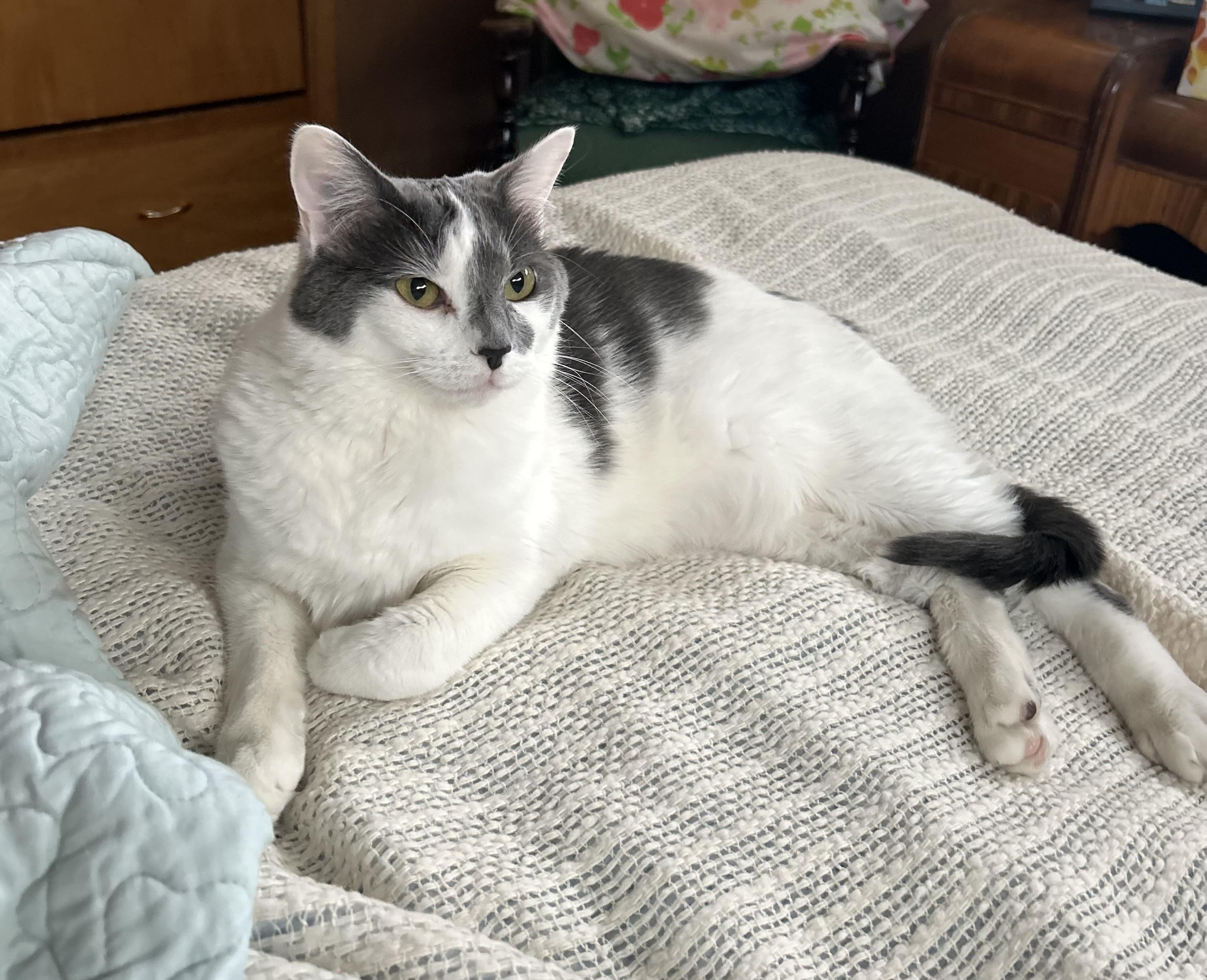 Enlarge Willow , a ADOPTABLE mixed breed in Thayne, WY image 2/5