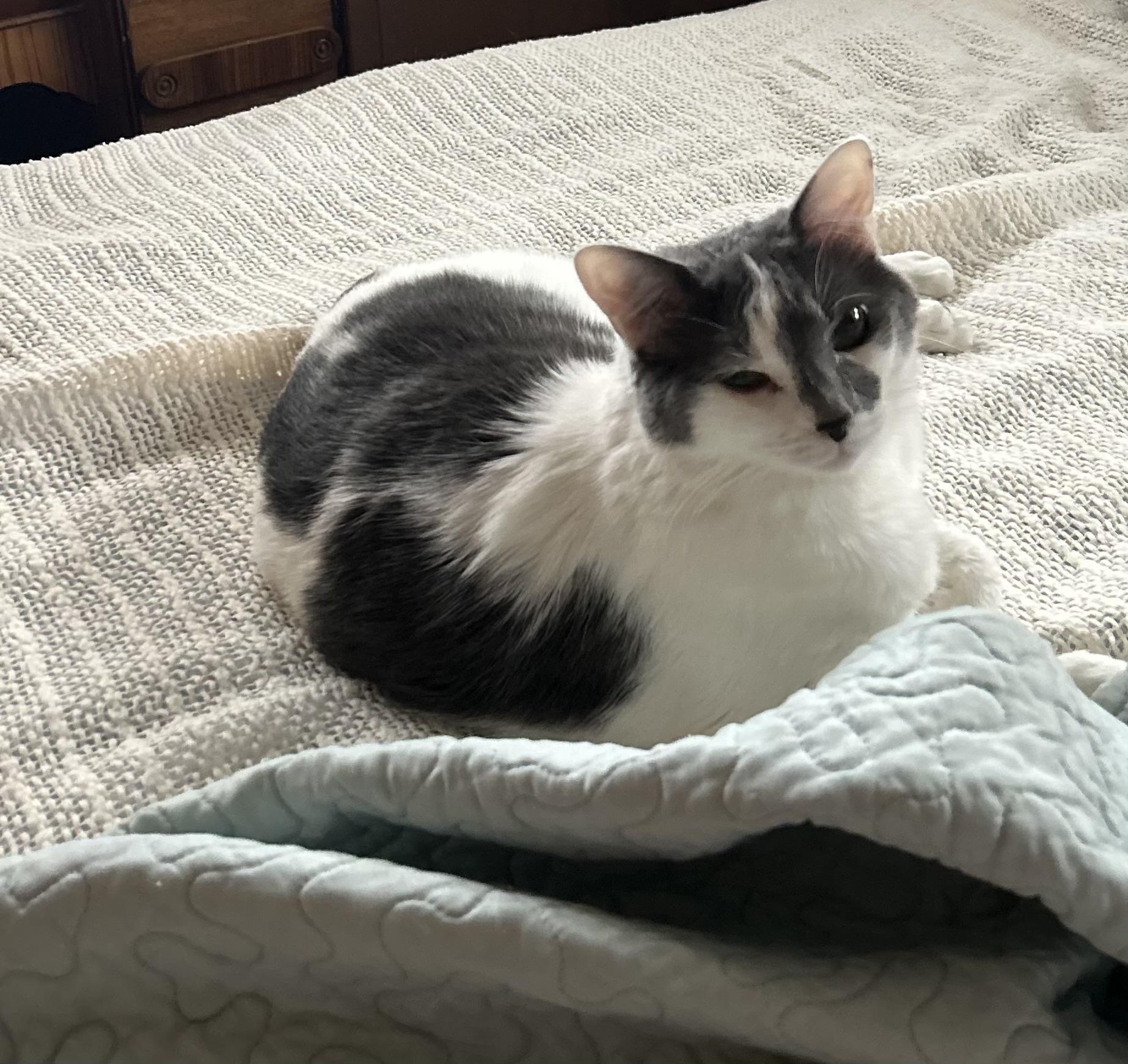 Willow , ADOPTABLE, Young Female Domestic Long Hair & Domestic Short Hair.