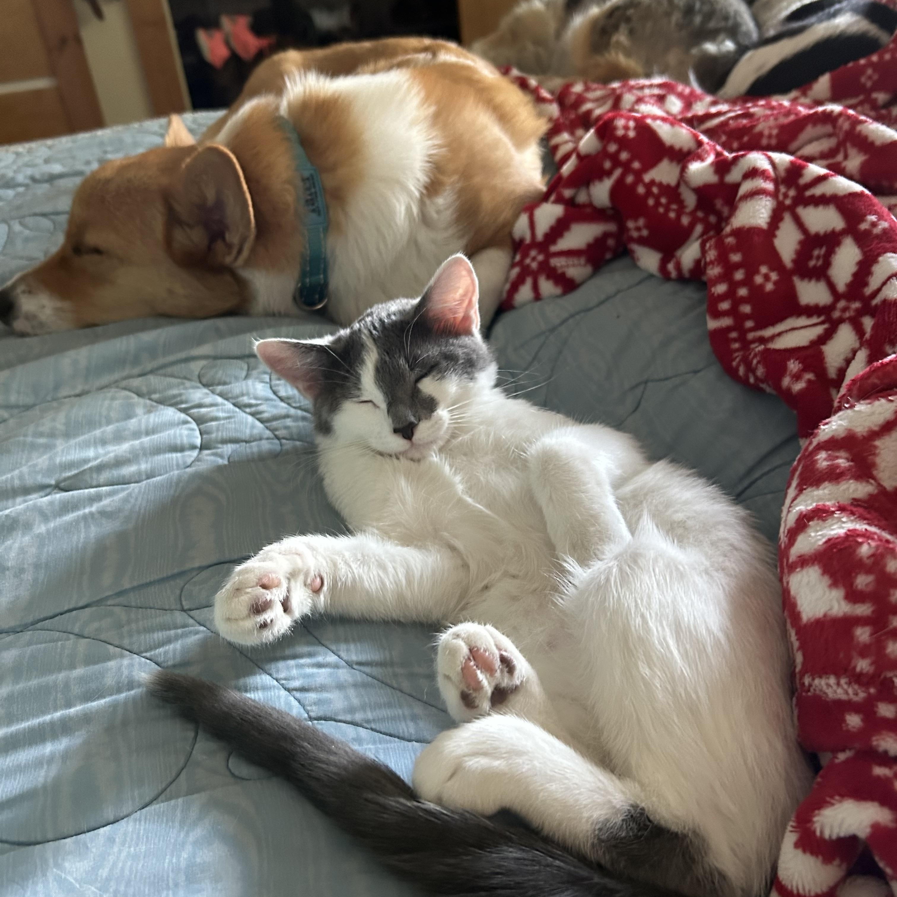 Enlarge Willow , a ADOPTABLE mixed breed in Thayne, WY image 5/5