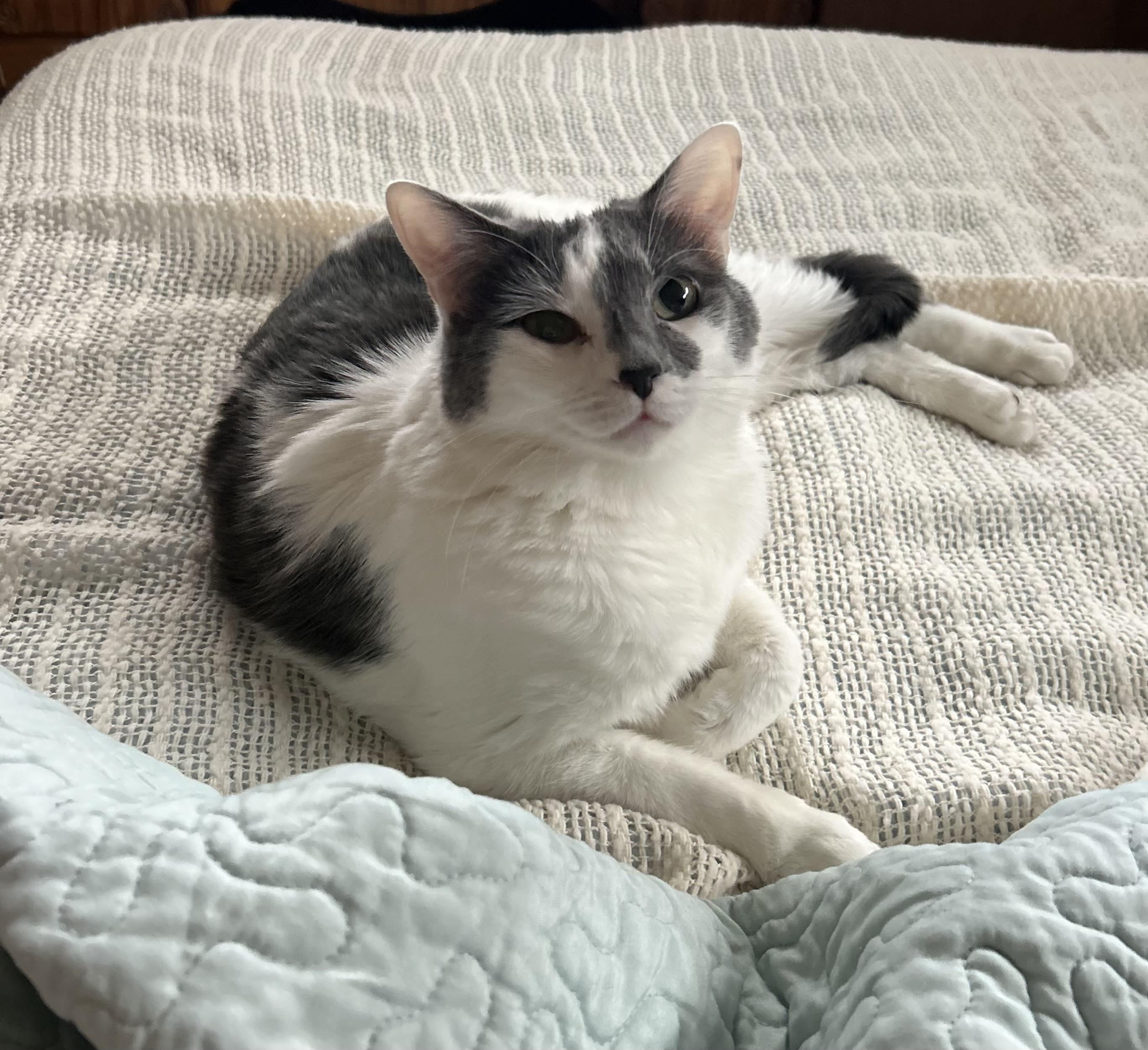 Enlarge Willow , a ADOPTABLE mixed breed in Thayne, WY image 4/5