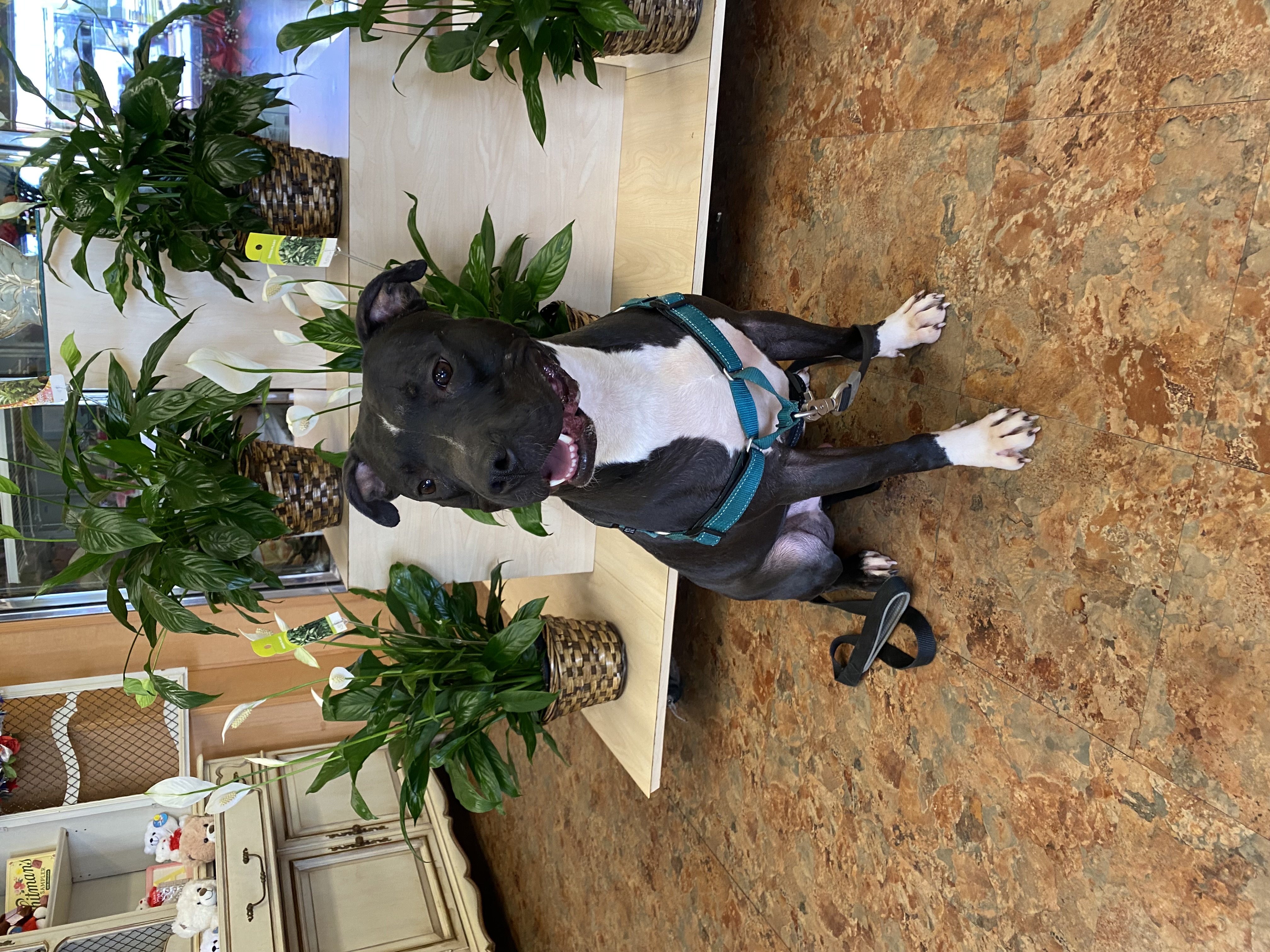 Wexler, Adoptable, Adult Male Pit Bull Terrier.