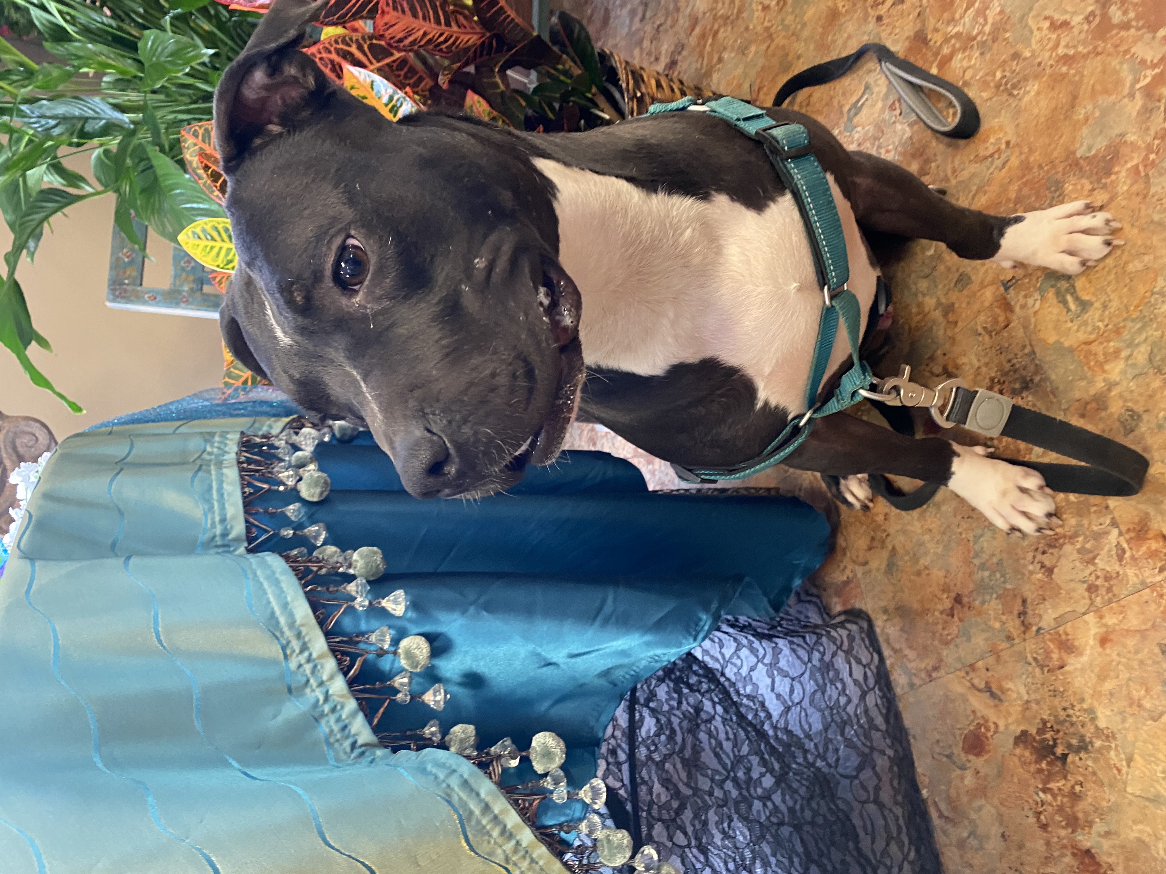 Enlarge Wexler, a Adoptable Pit Bull Terrier in Fort Worth, TX image 2/6
