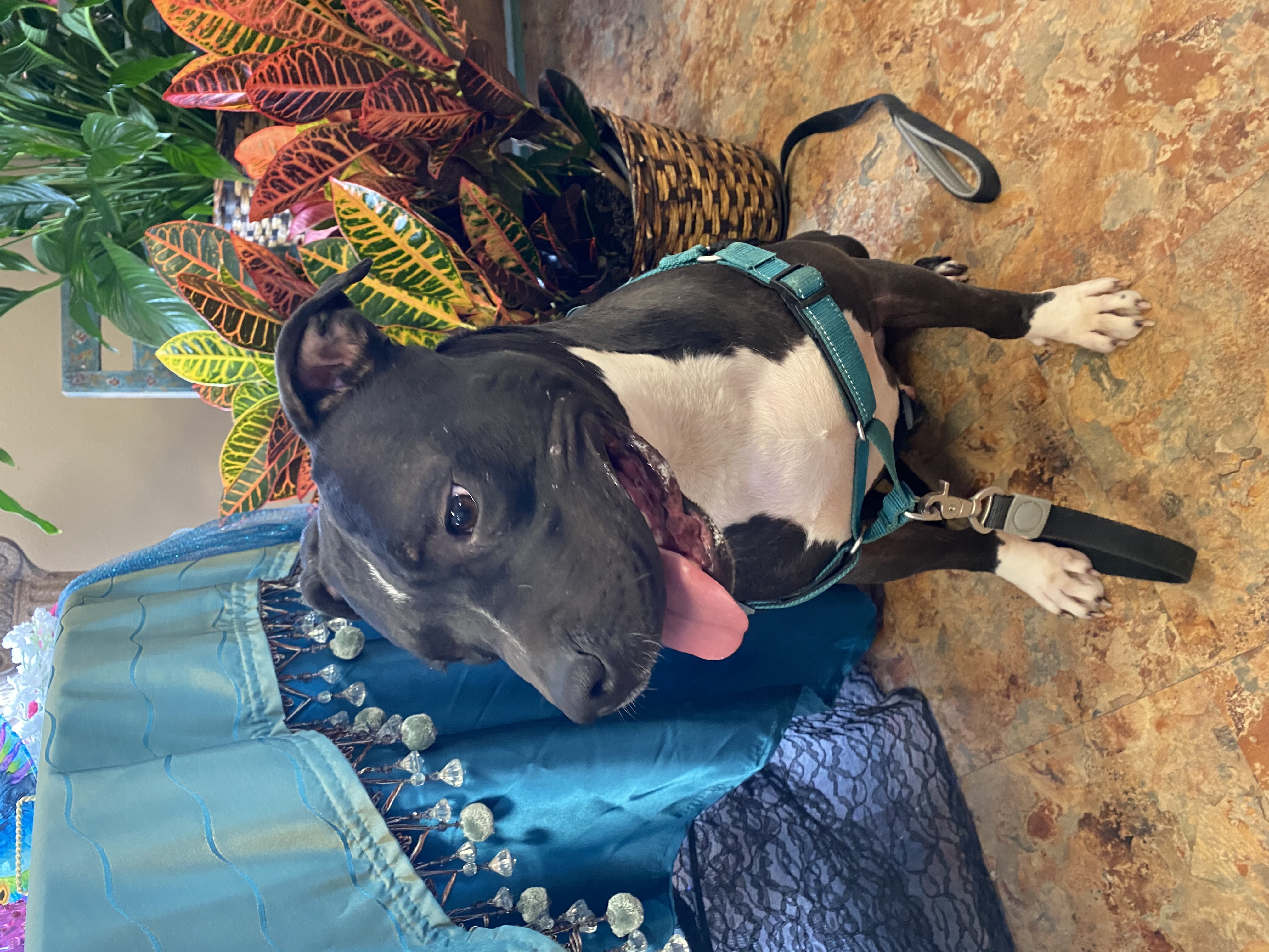 Enlarge Wexler, a Adoptable Pit Bull Terrier in Fort Worth, TX image 3/6